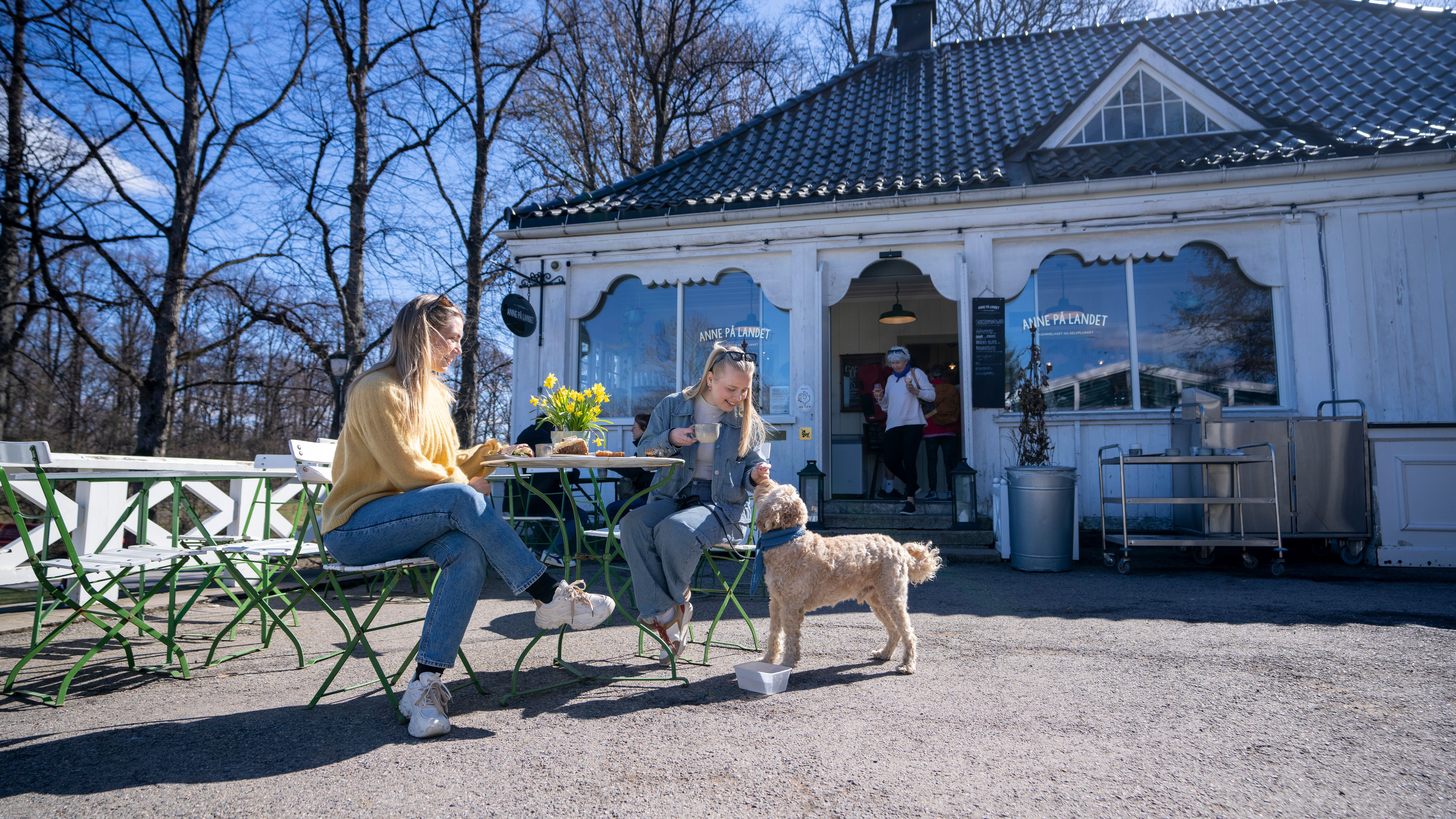 Dog at cafe near the Vigeland park in Frogner, Oslo
