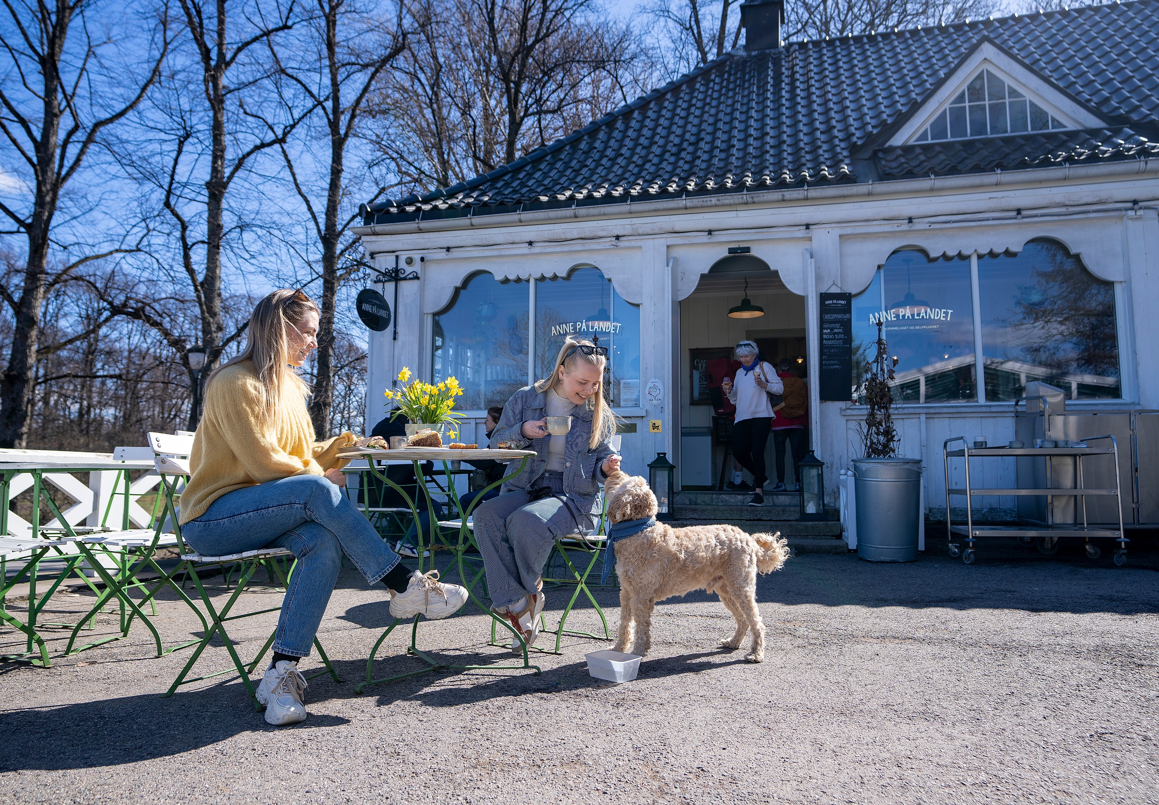 Dog at cafe near the Vigeland park in Frogner, Oslo