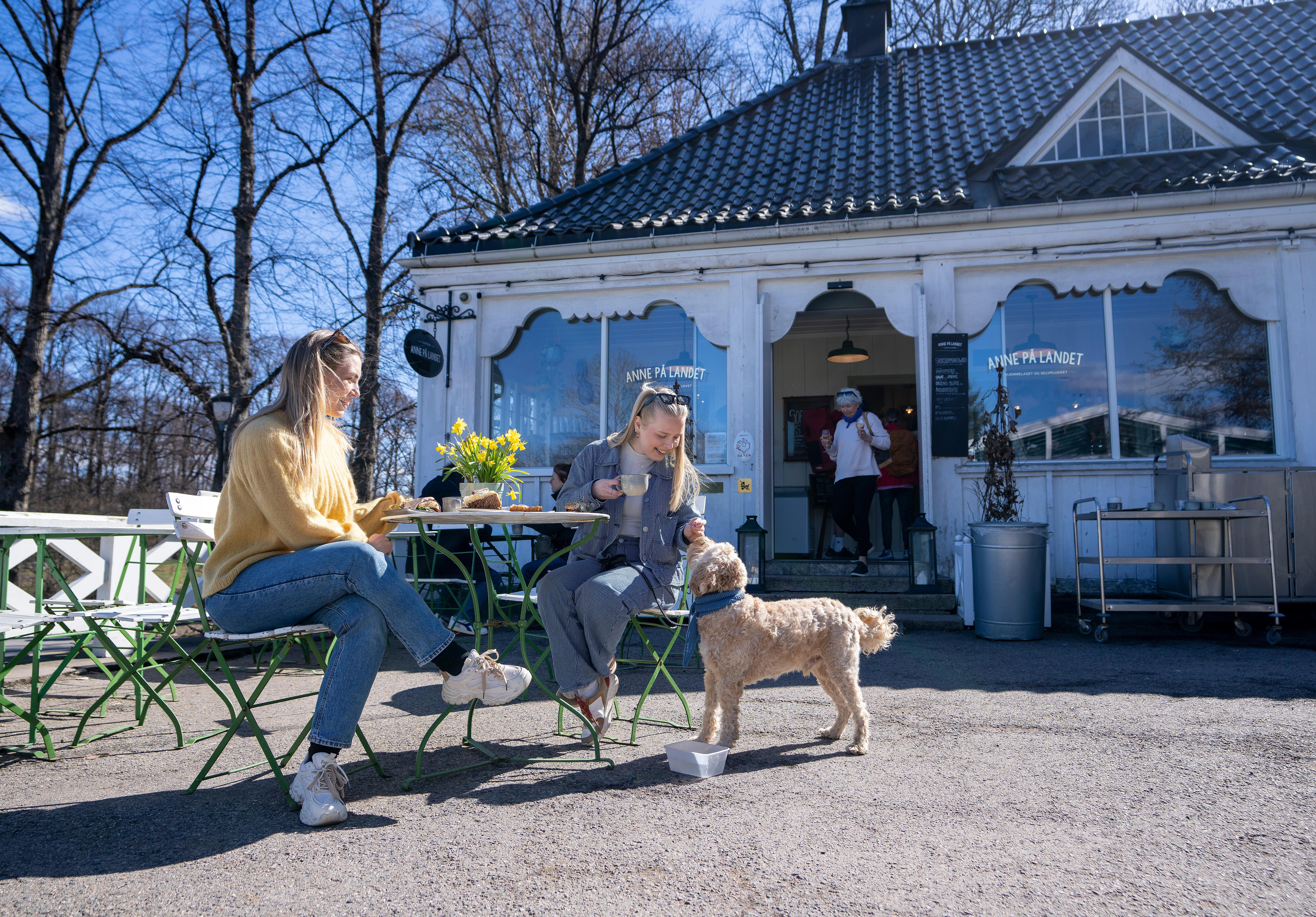 Dog at cafe near the Vigeland park in Frogner, Oslo