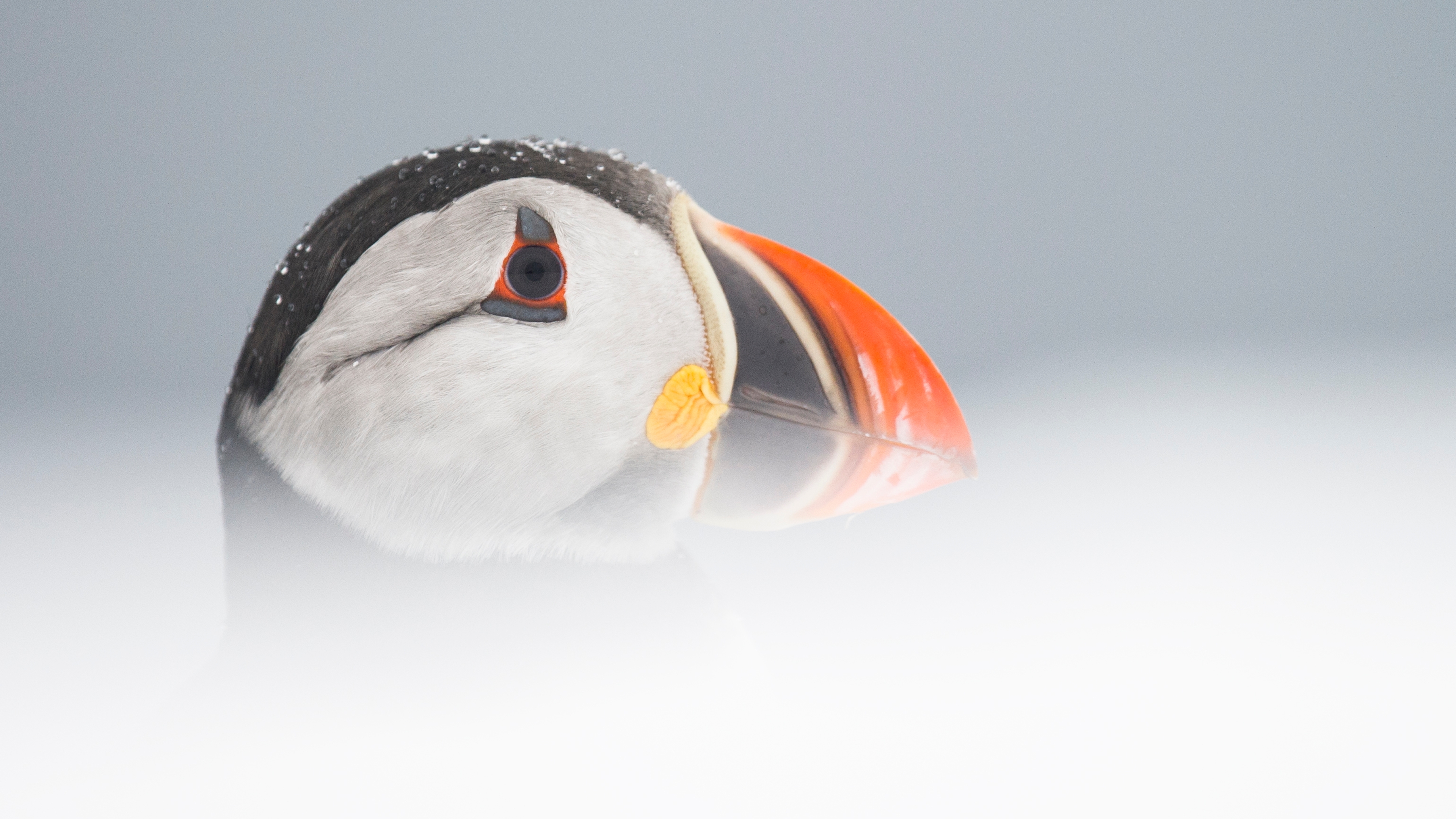 The head of a puffin, Lurøy island, Northern Norway