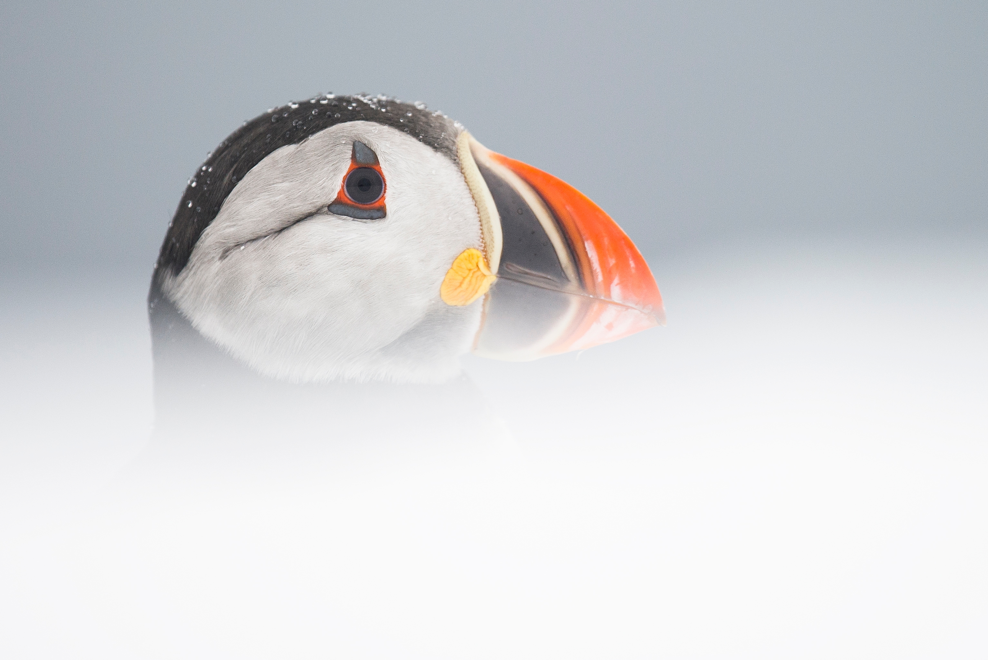 The head of a puffin, Lurøy island, Northern Norway