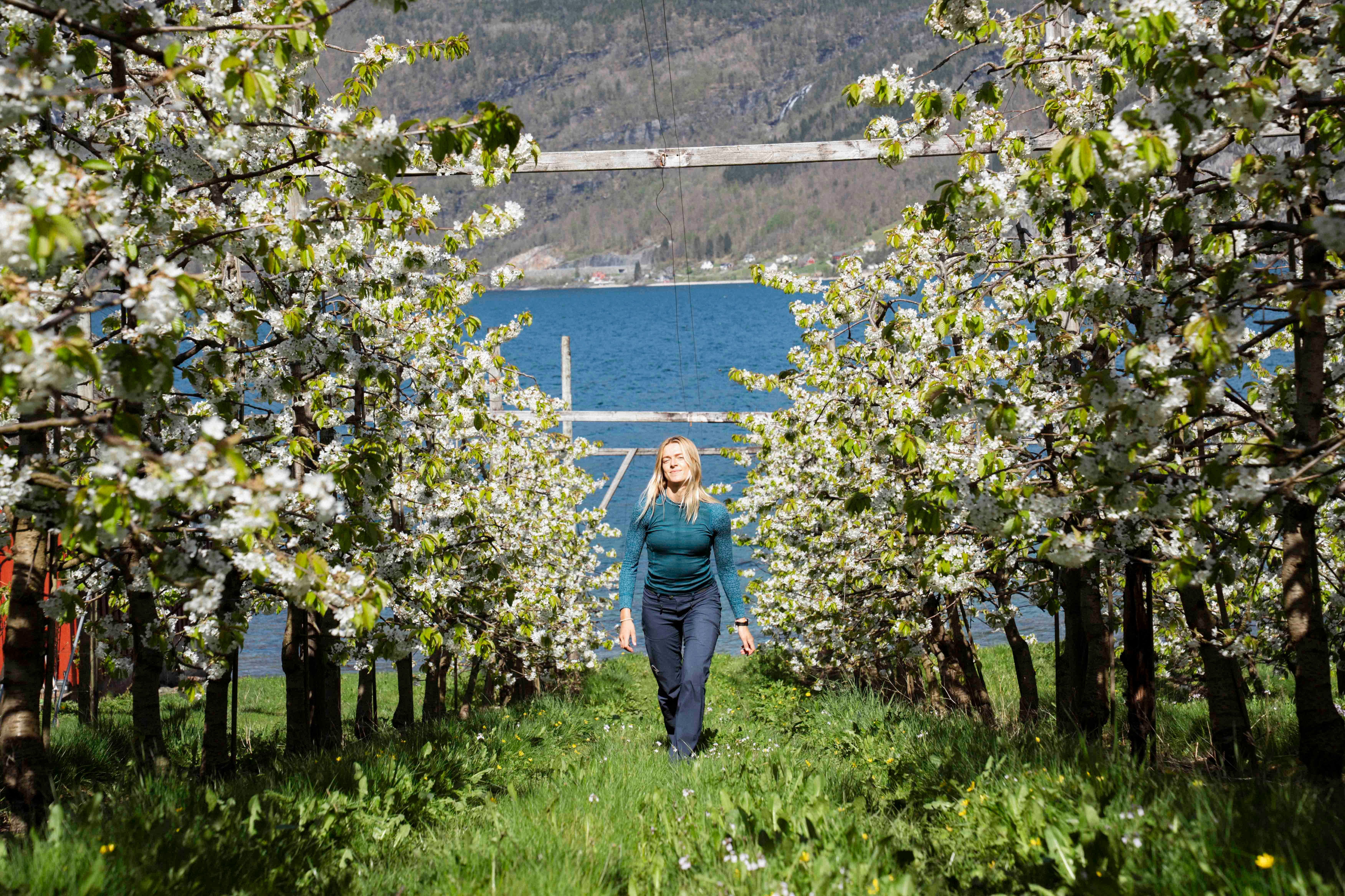 A woman walking in between blooming apple trees.