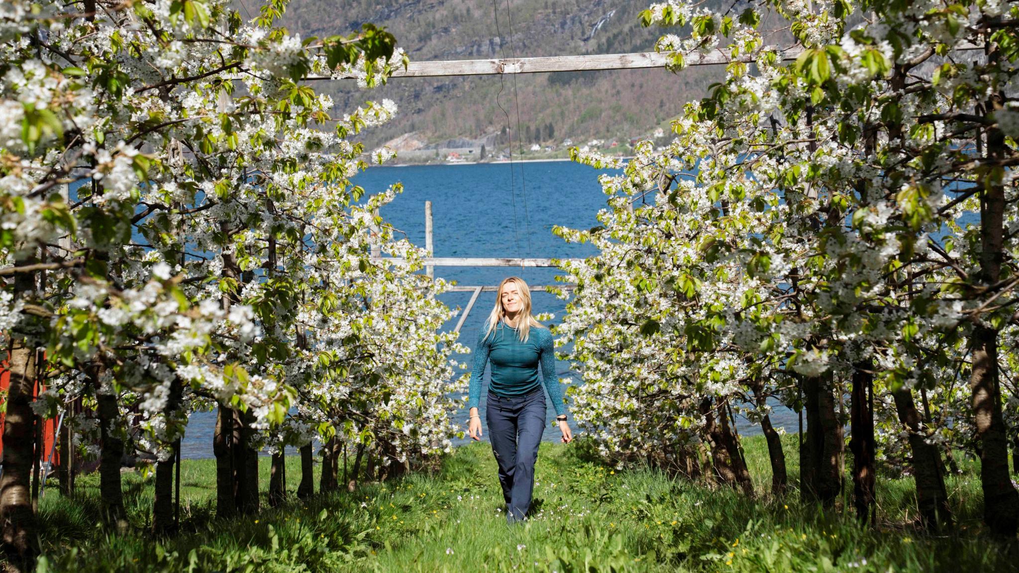 A woman walking in between blooming apple trees.