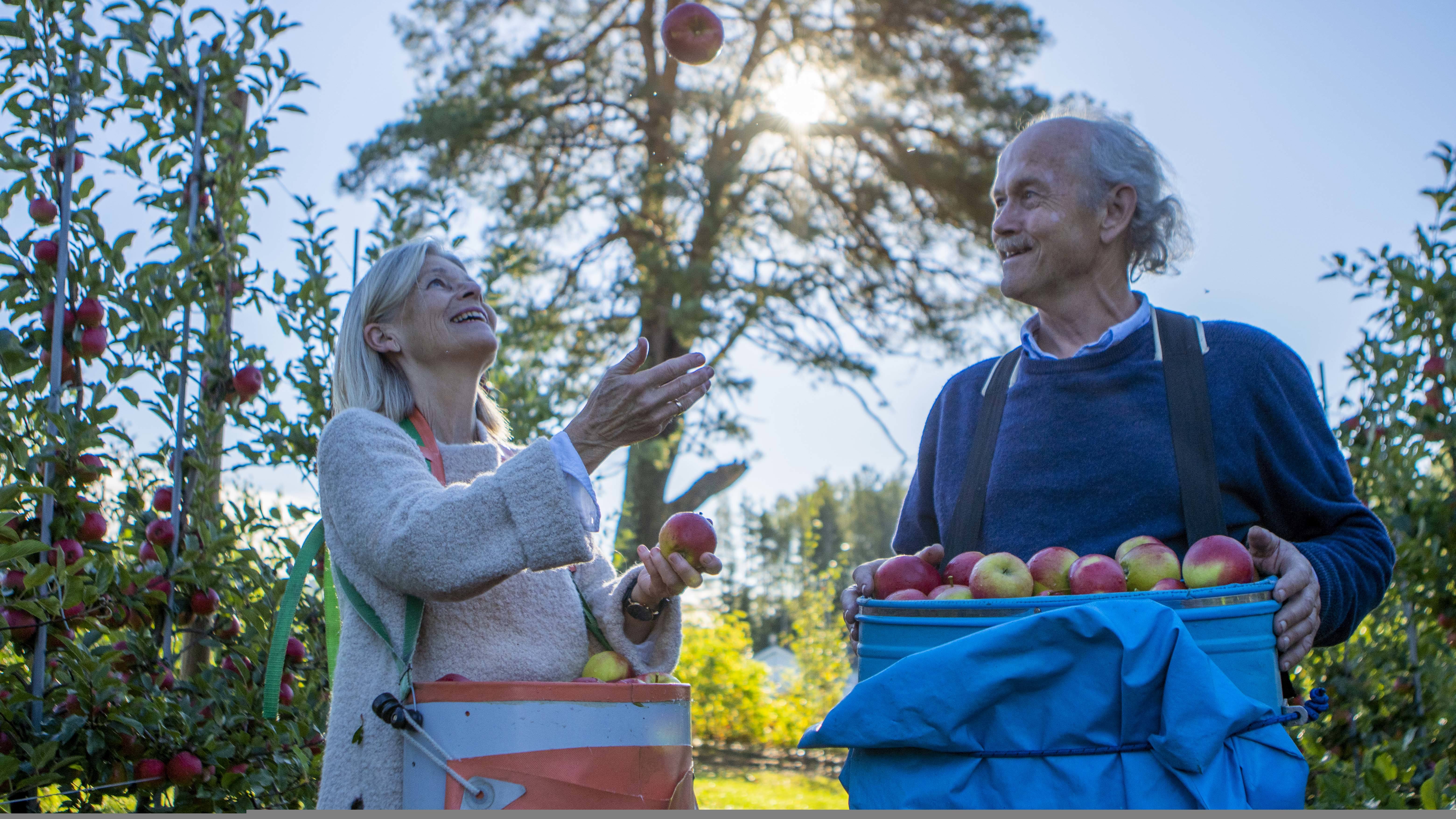 Kari Nyhuus Holtskog and Halvor Holtskog holding some of this years apples.