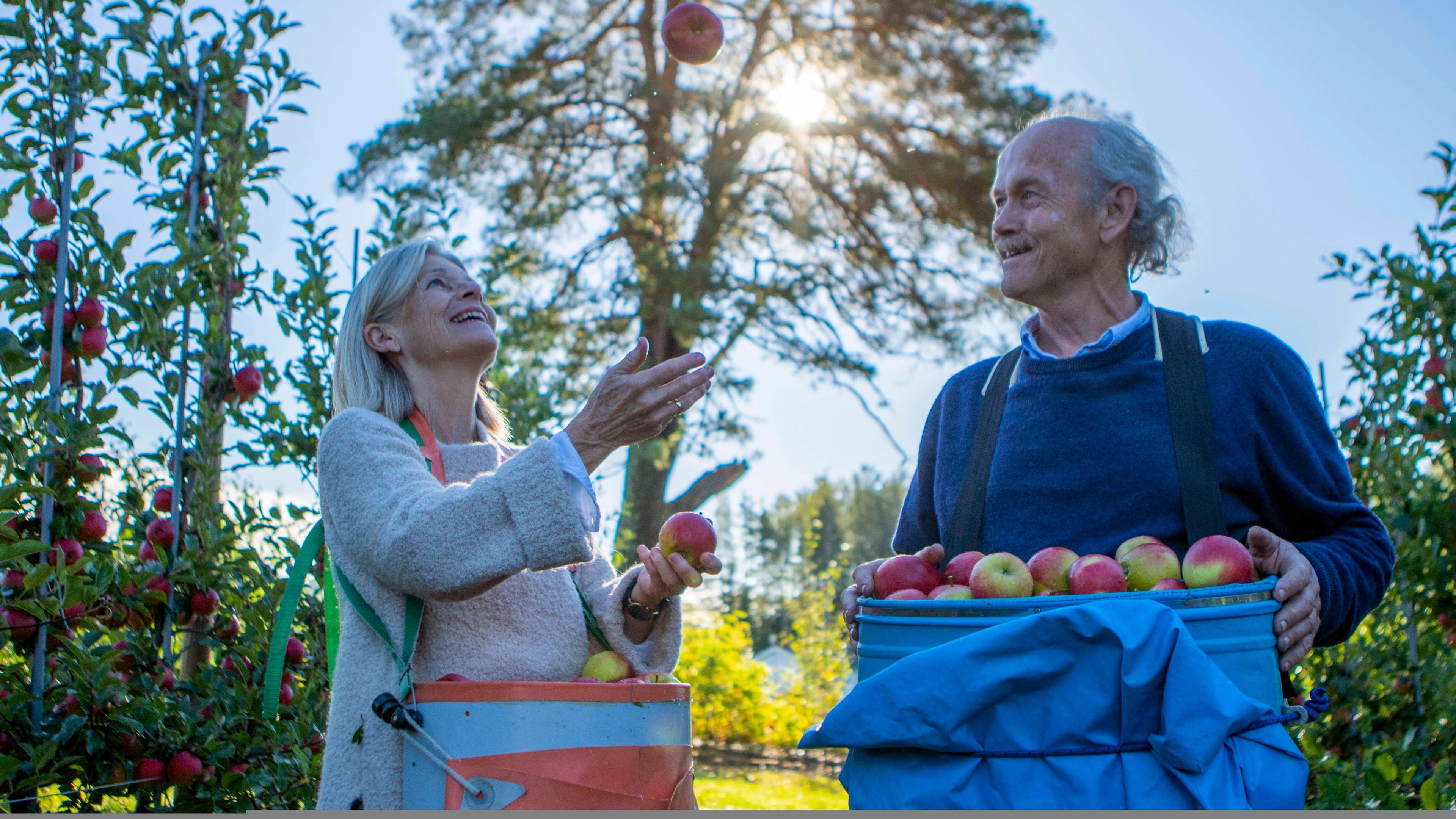 Kari Nyhuus Holtskog and Halvor Holtskog holding some of this years apples.