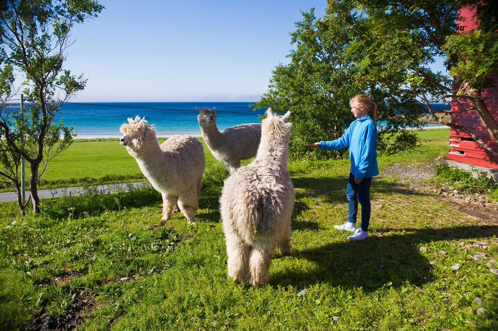 A girl meets llamas in Lofoten, Norway