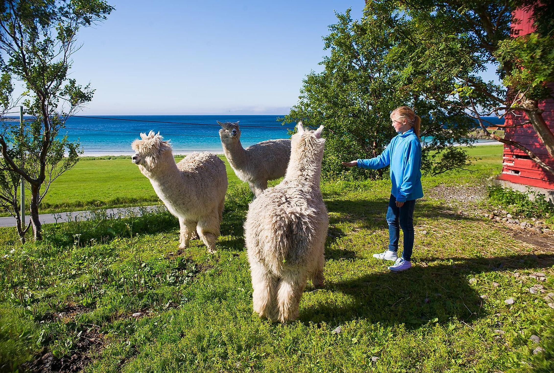A girl meets llamas in Lofoten, Norway