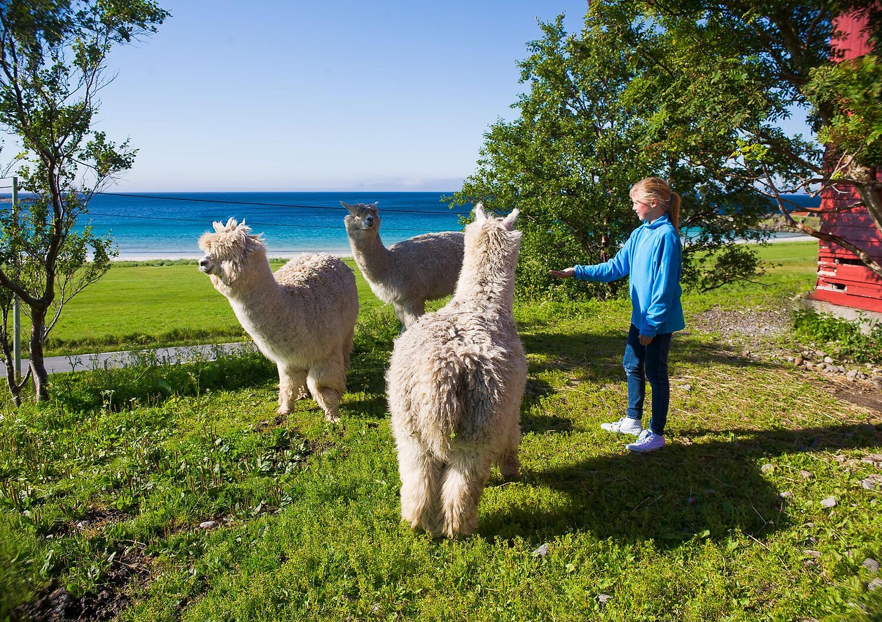 En jente møter lamaer i Lofoten, Norge