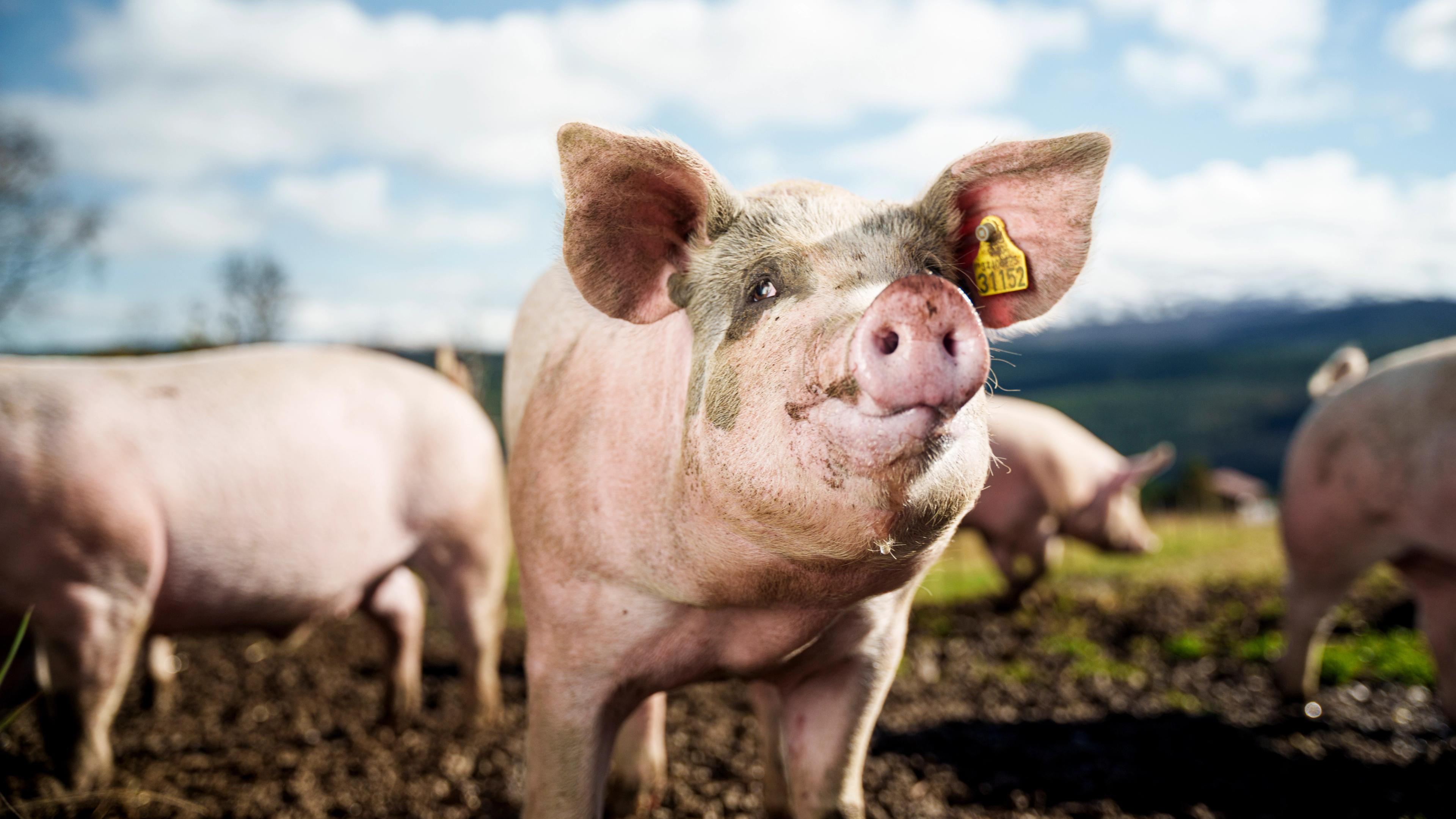 A pig looking at the camera, outside of Skåbu fjellhotell in Skåbu.