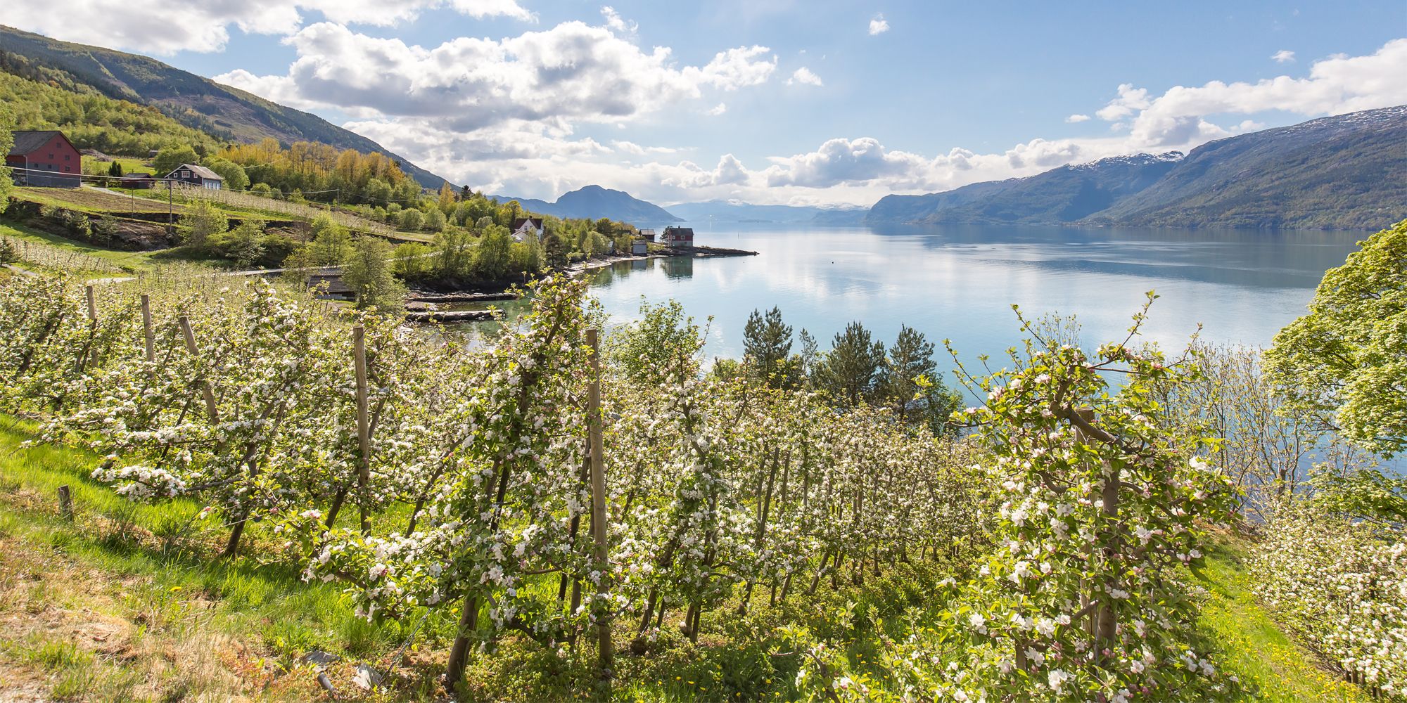 Blomstrende frukttrær ved Hardangerfjorden på Vestlandet en solskinnsdag