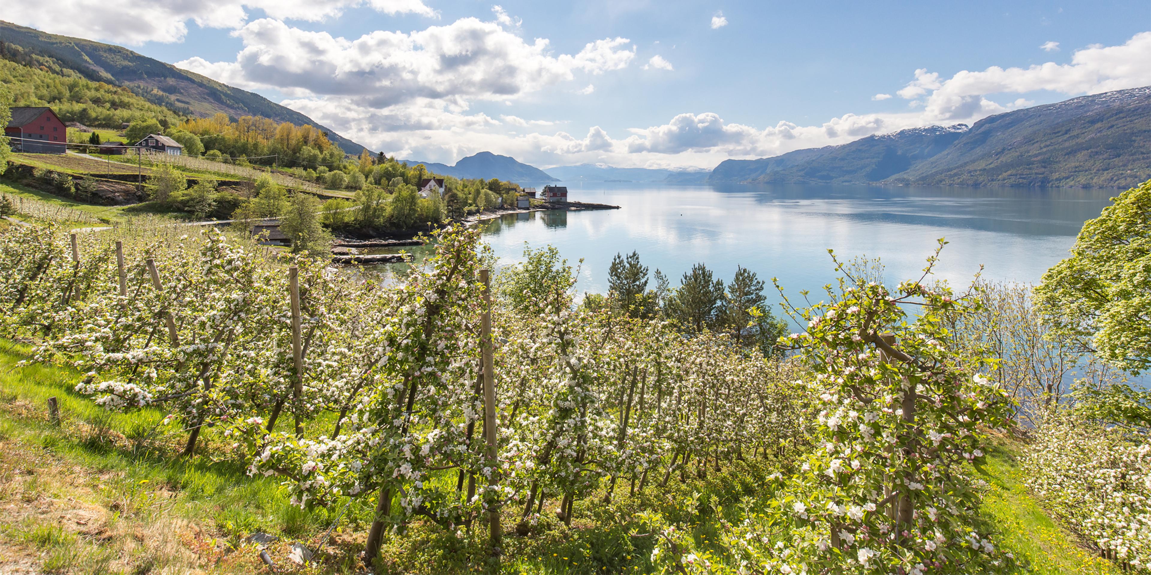 Bloomin fruit trees on a sunny day in the Hardangerfjord region, Fjord Norway
