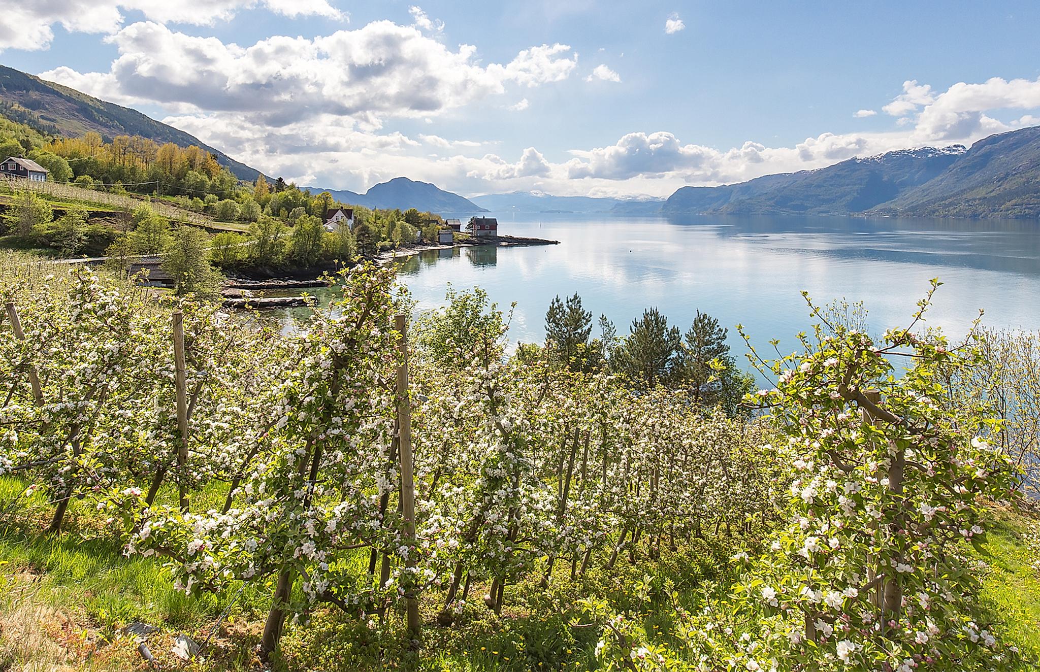 Blomstrende frukttrær ved Hardangerfjorden på Vestlandet en solskinnsdag