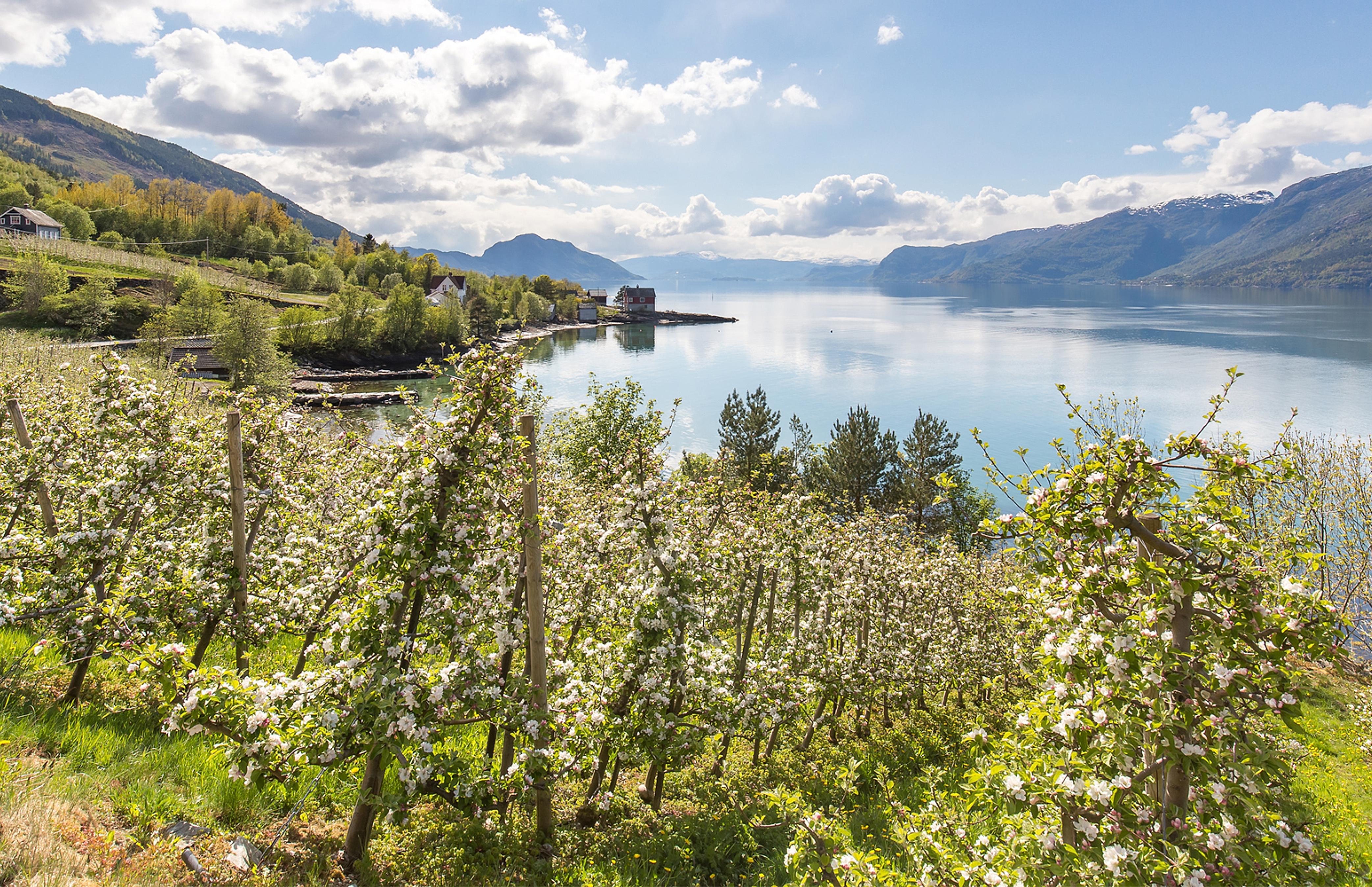 Blomstrende frukttrær ved Hardangerfjorden på Vestlandet en solskinnsdag