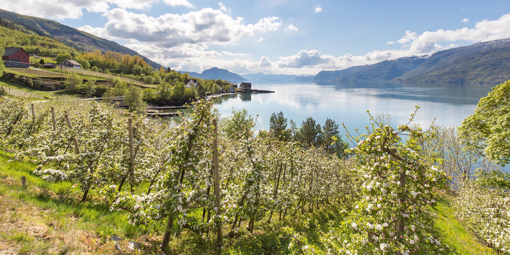 Bloomin fruit trees on a sunny day in the Hardangerfjord region, Fjord Norway