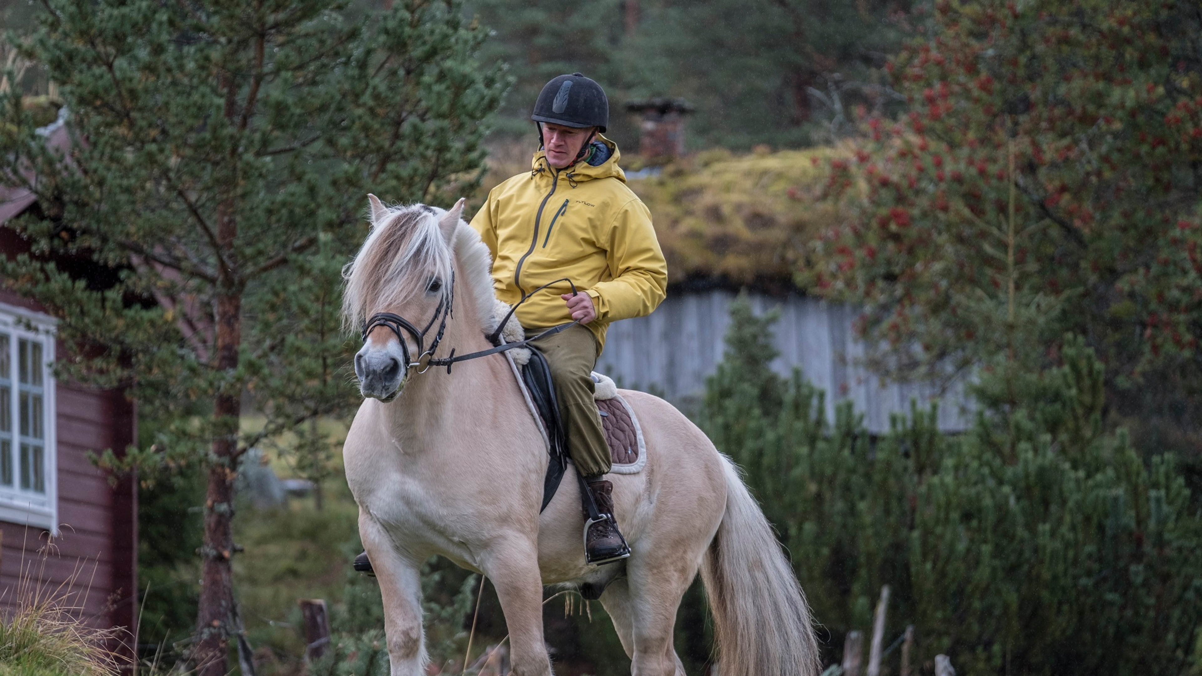 Ein Mann reitet auf einem Fjordpferd in Norwegen