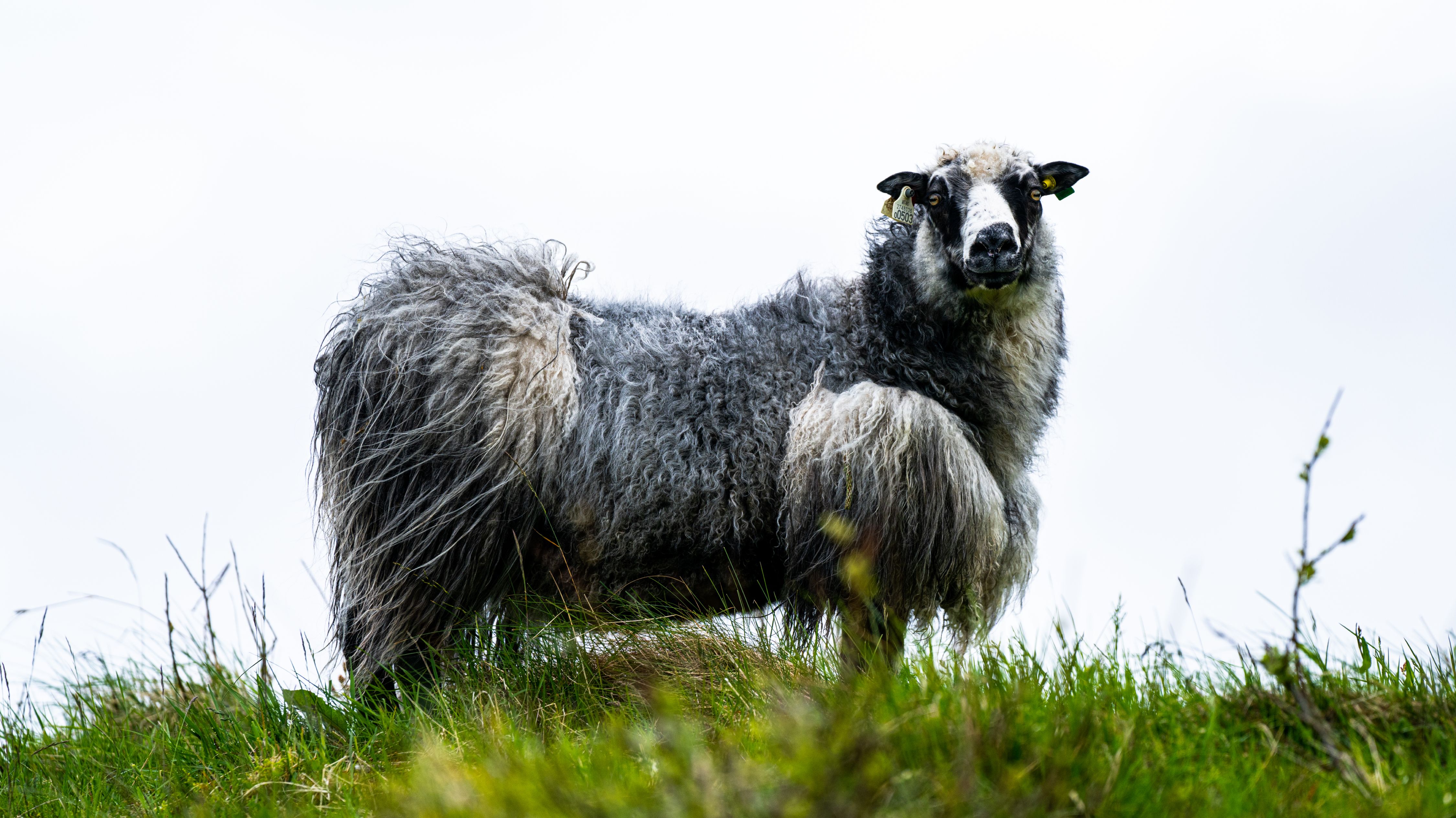Wild sheep at the island Smøla in Nordmøre