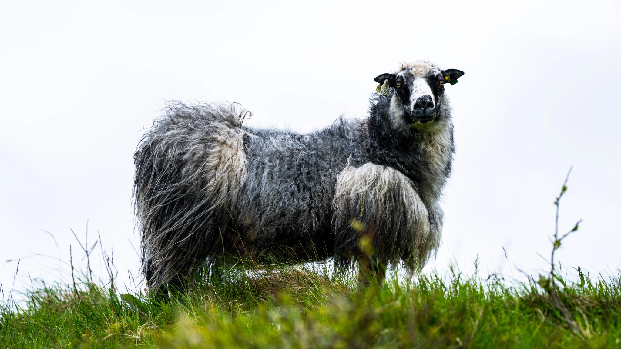 Wild sheep at the island Smøla in Nordmøre