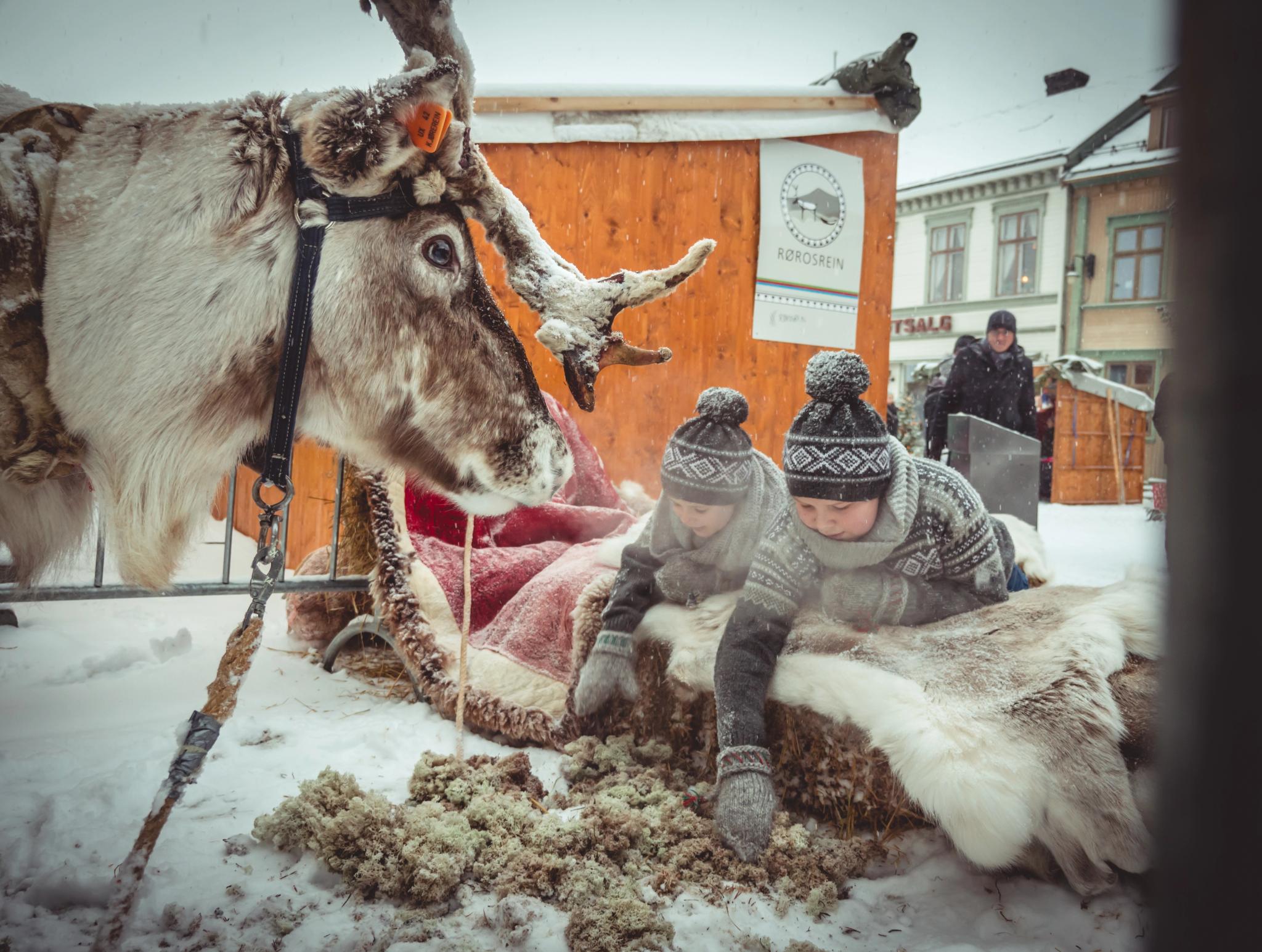 Kids sat on a reindeer skin feeding a reindeer at a Christmas market