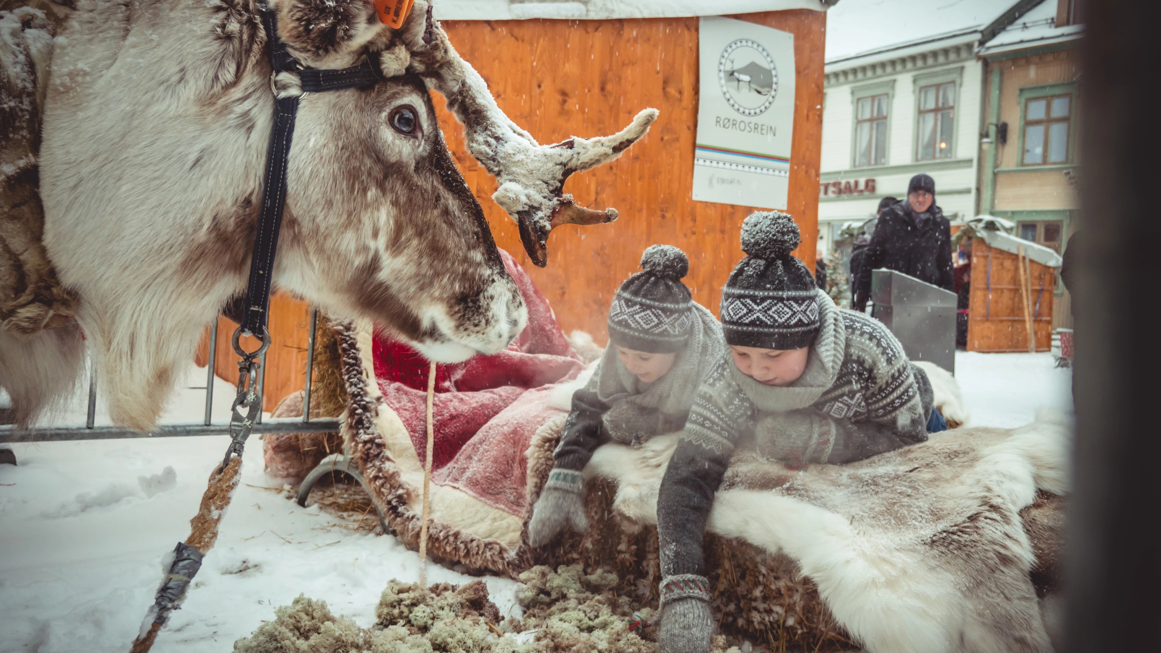 Kids sat on a reindeer skin feeding a reindeer at a Christmas market