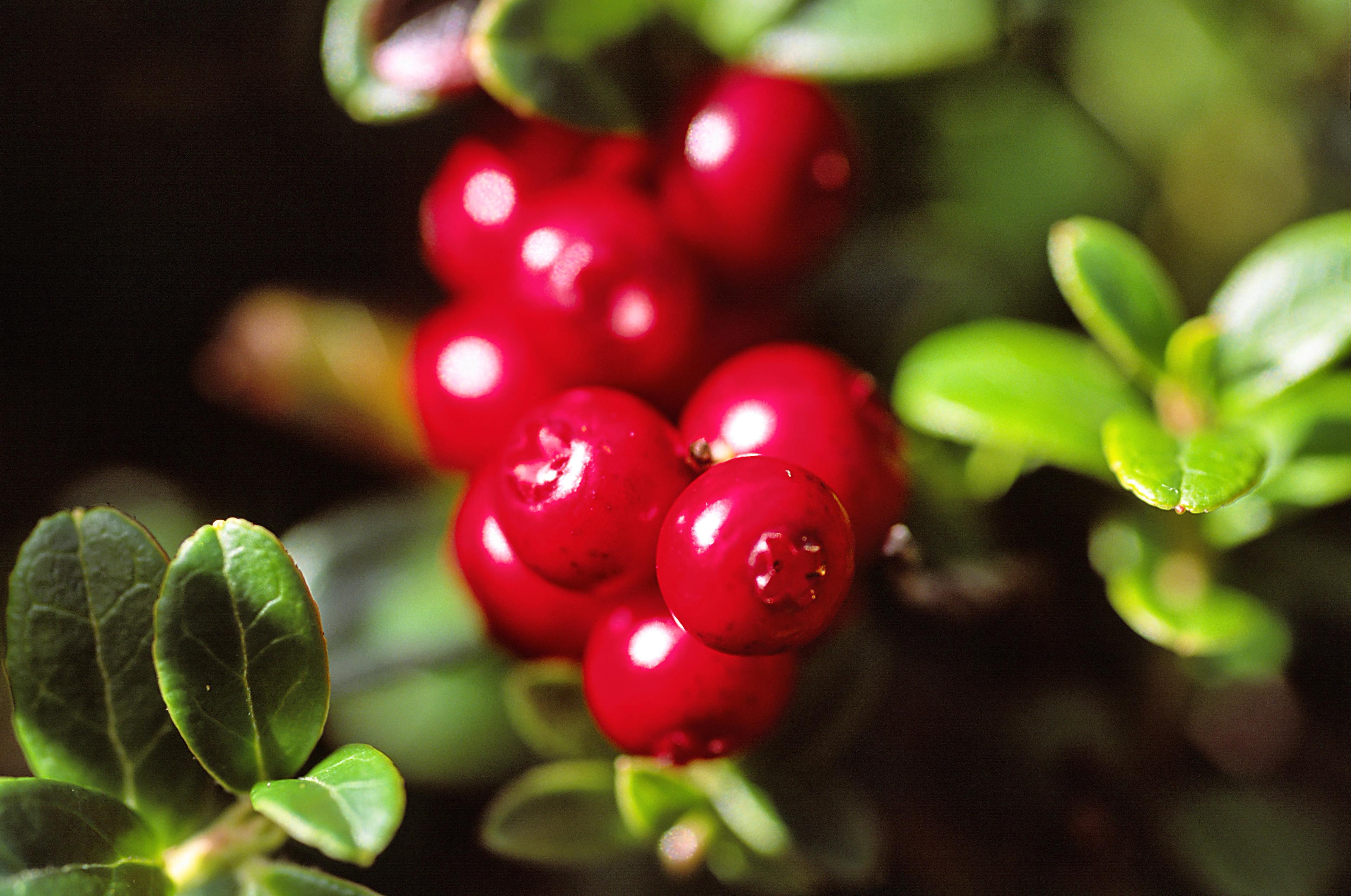 Tyttebær i en skog i Norge