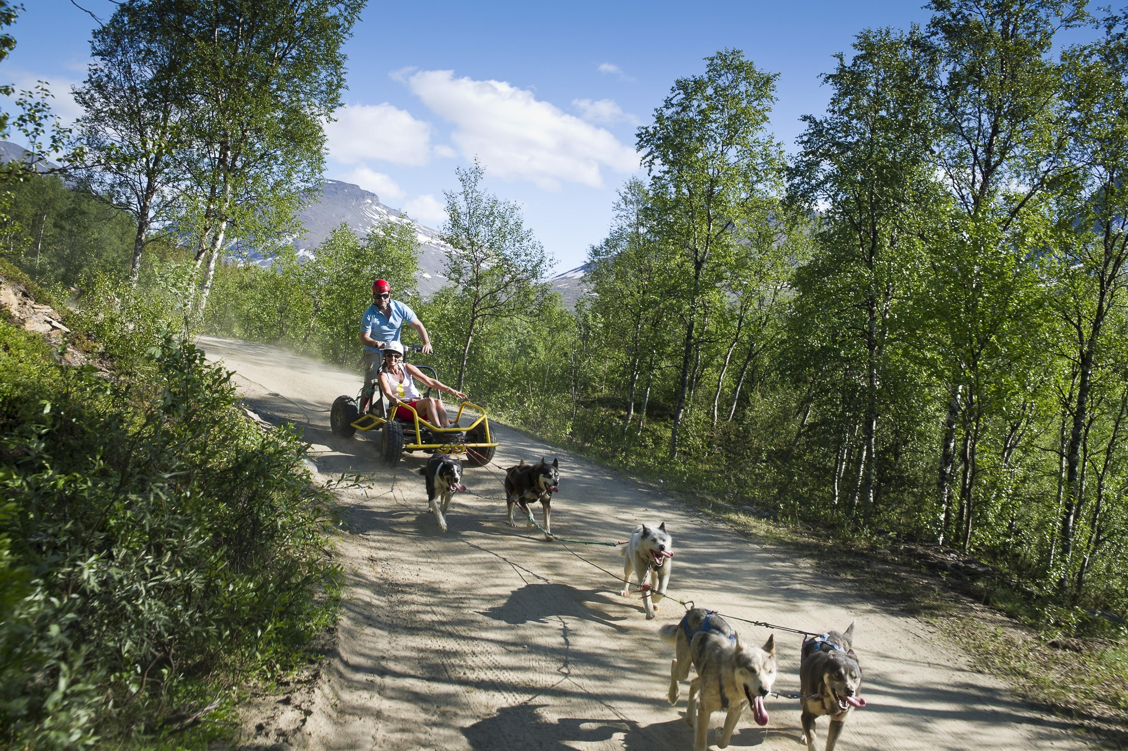 Dog sledding in the summertime on wheels in Northern Norway