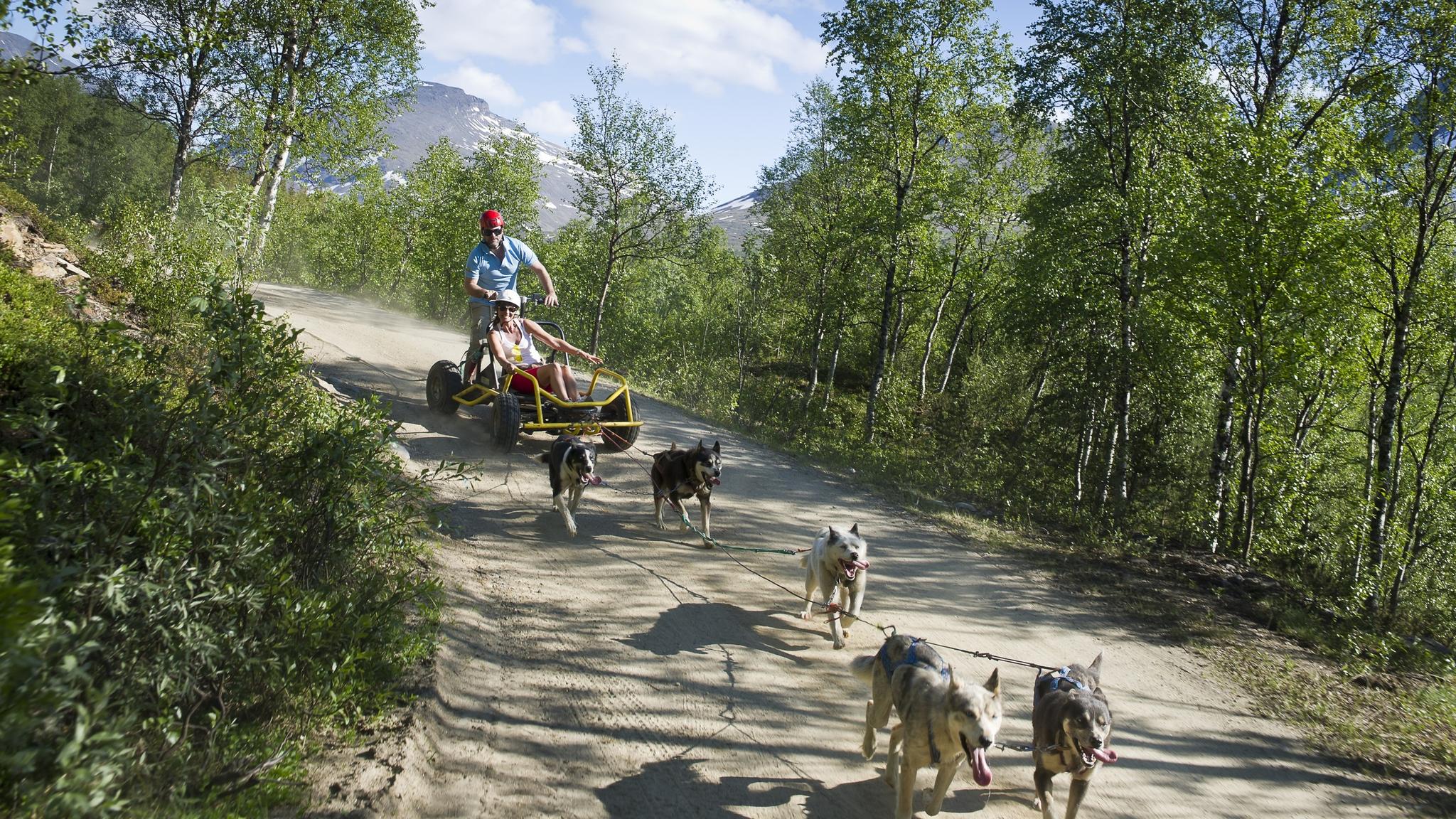 Dog sledding in the summertime on wheels in Northern Norway