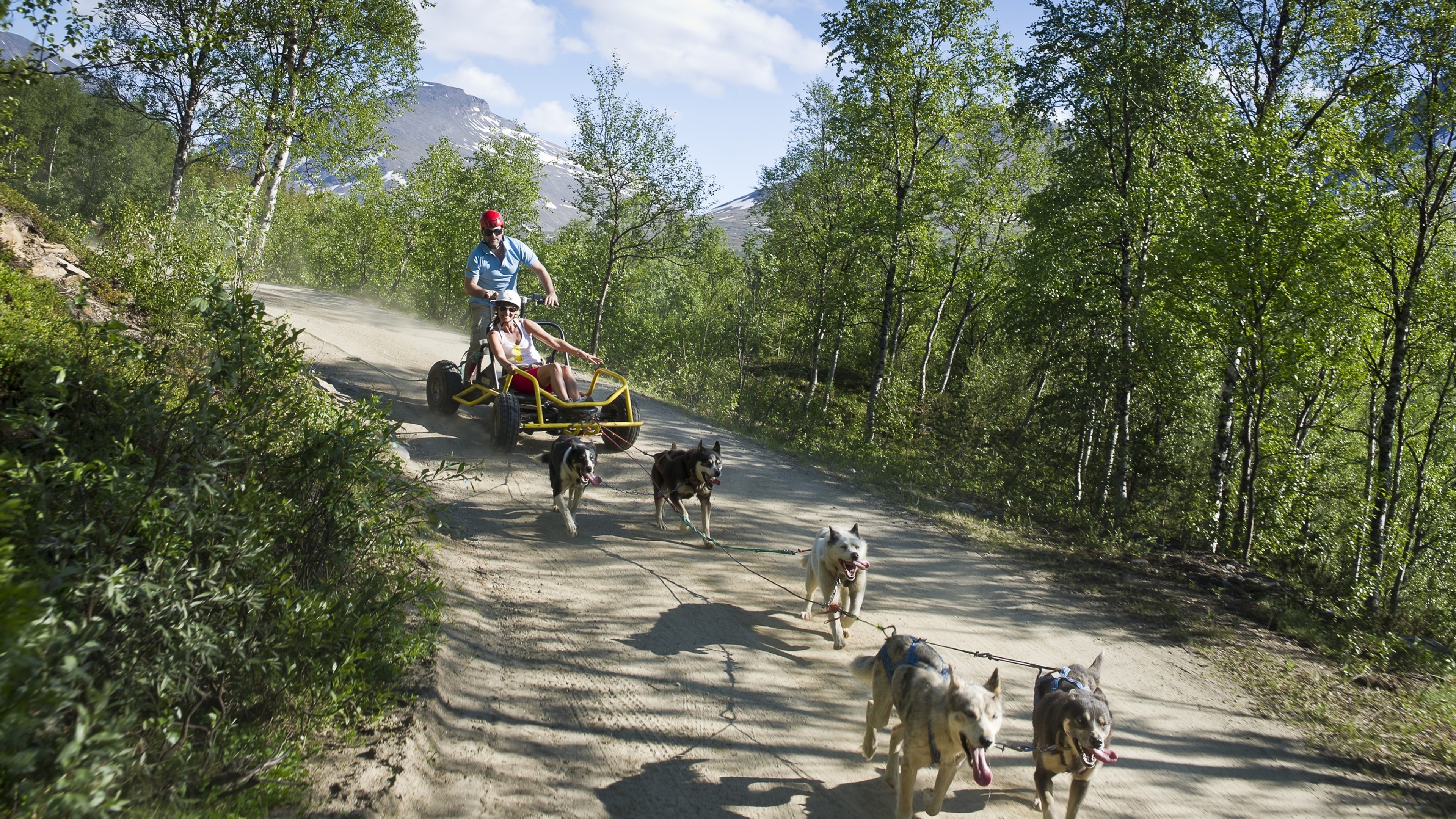 Dog sledding in the summertime on wheels in Northern Norway