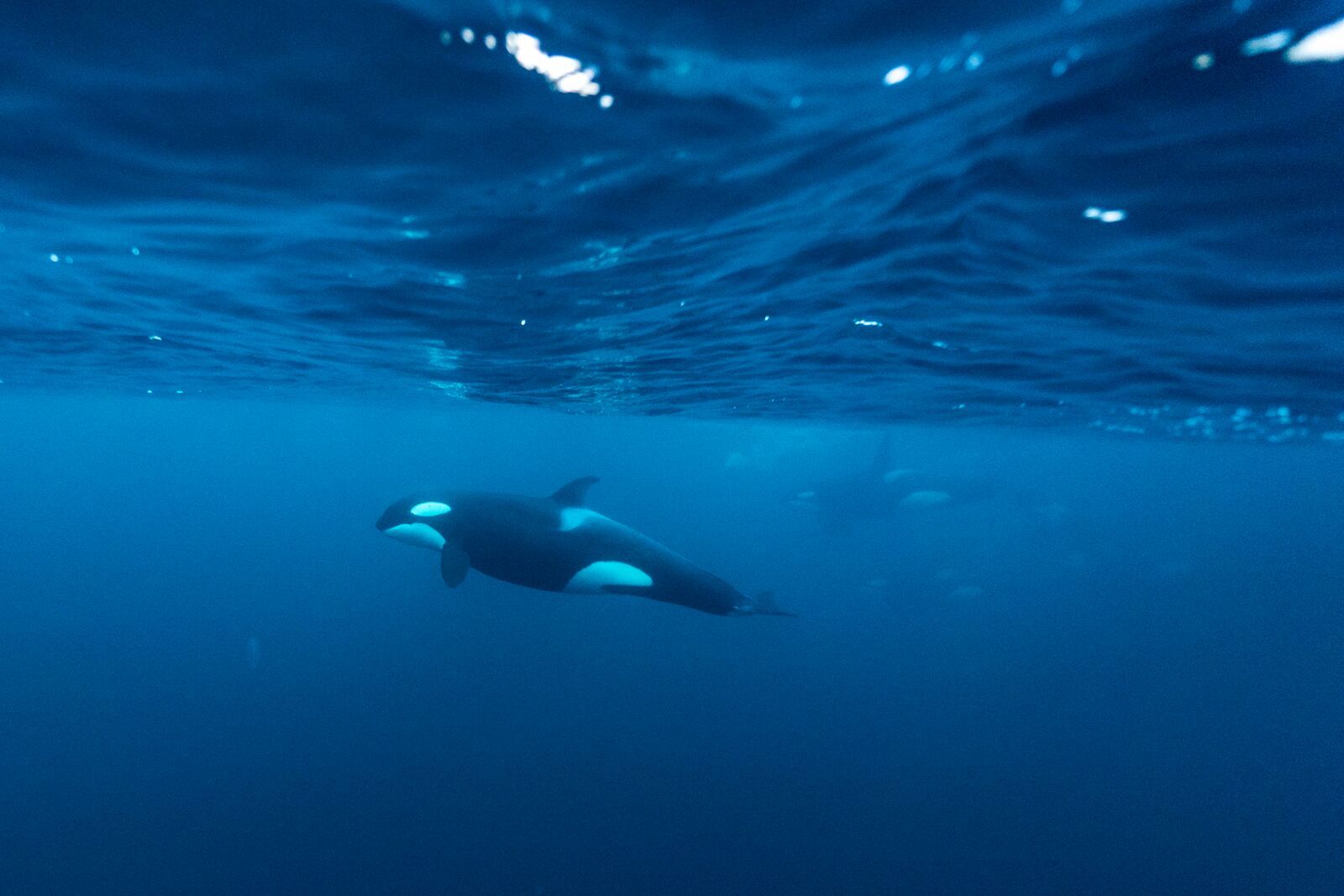 Orca, or killer whale underwater by Skjervøy in Northern Norway
