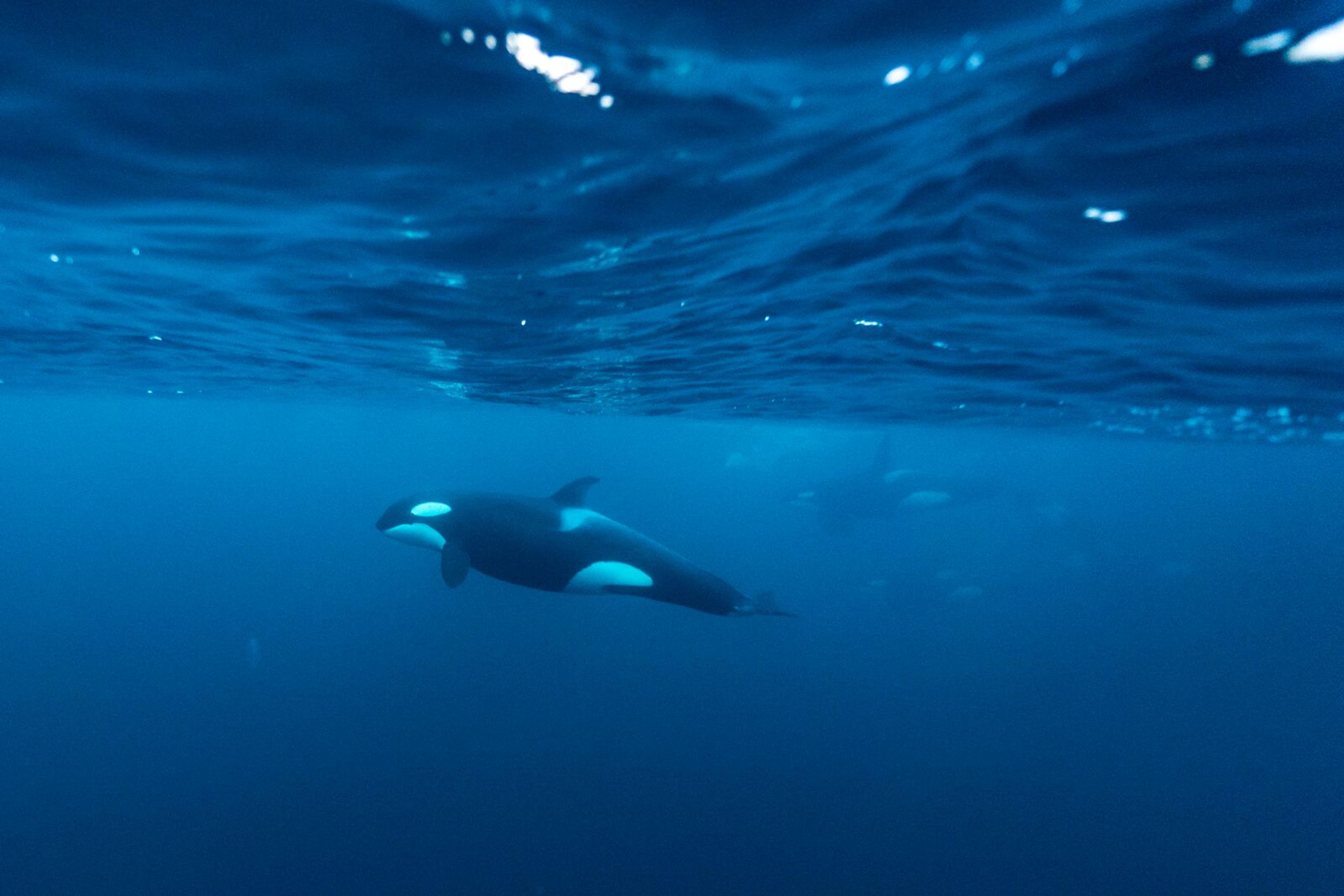 Orca, or killer whale underwater by Skjervøy in Northern Norway