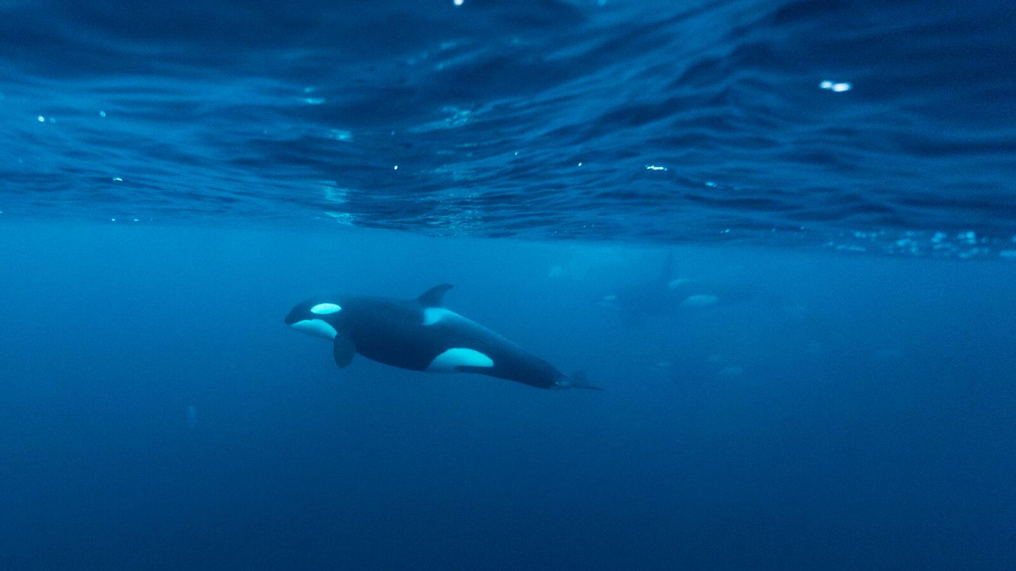 Orca, or killer whale underwater by Skjervøy in Northern Norway