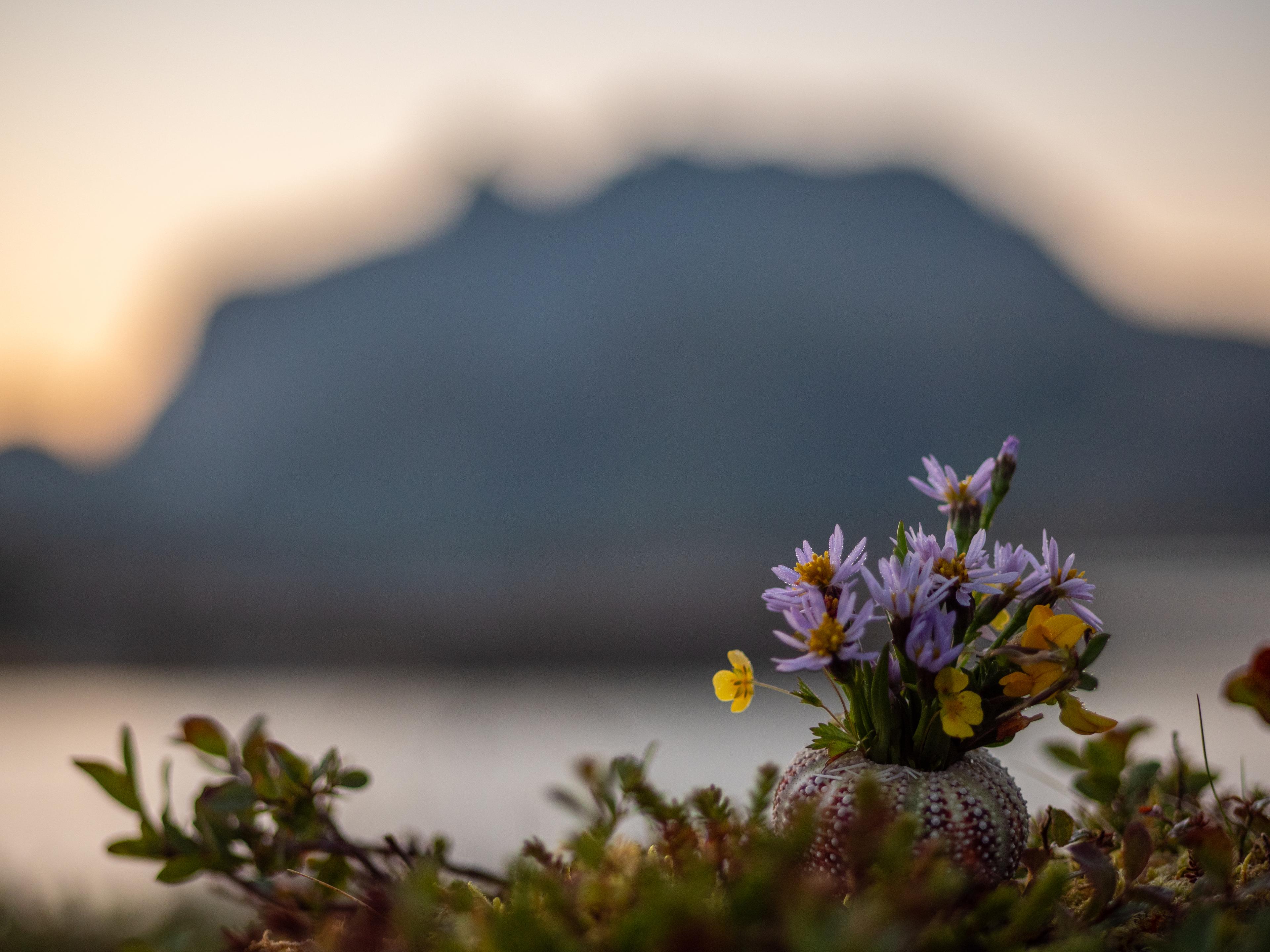 Flowers in front of a mountain on an island in Lofoten, Northern Norway