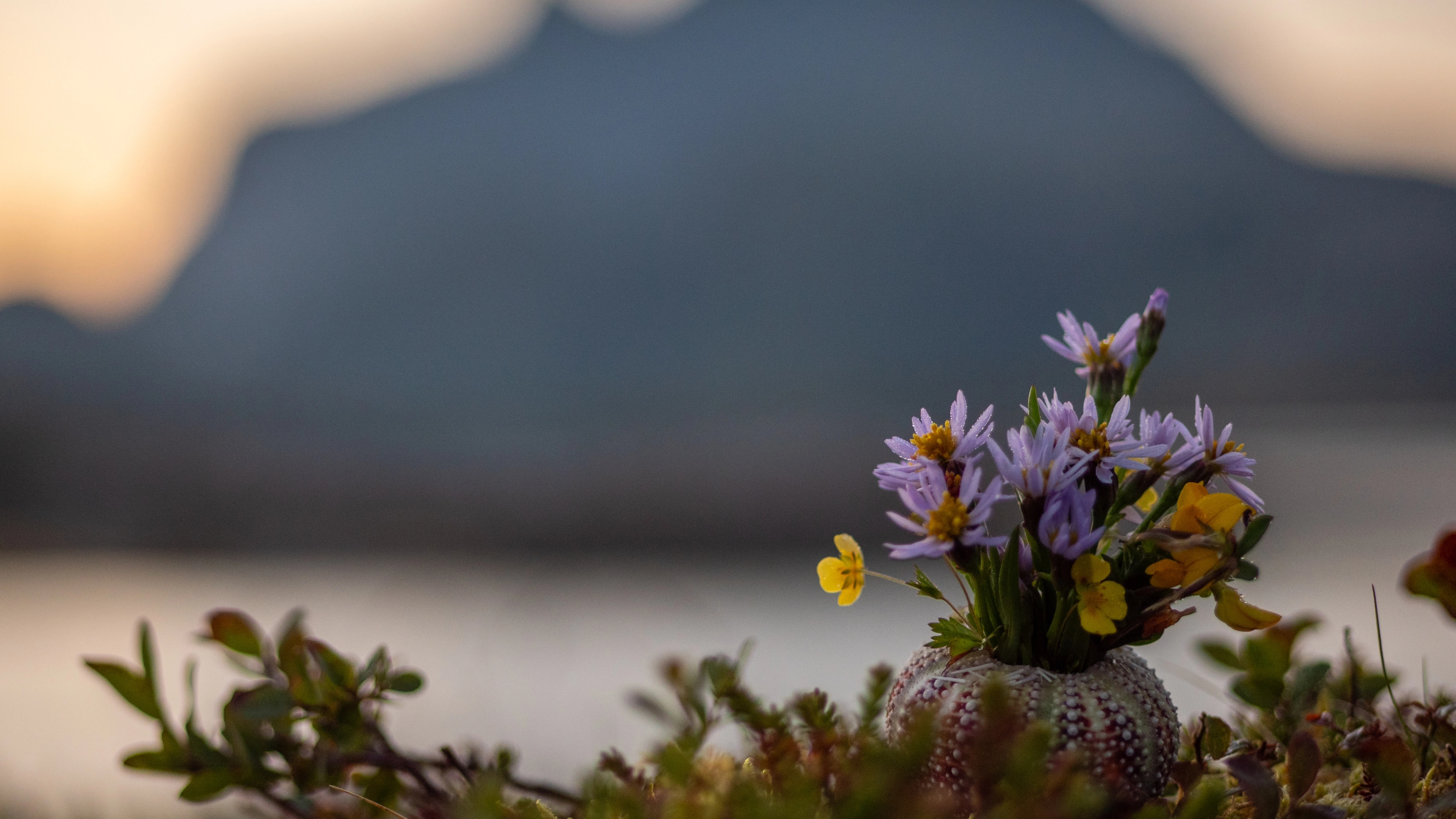Flowers in front of a mountain on an island in Lofoten, Northern Norway
