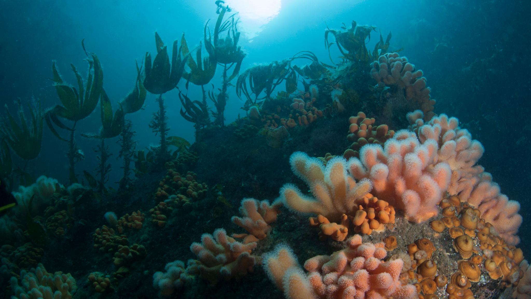 Under water in Namsfjorden in Trøndelag