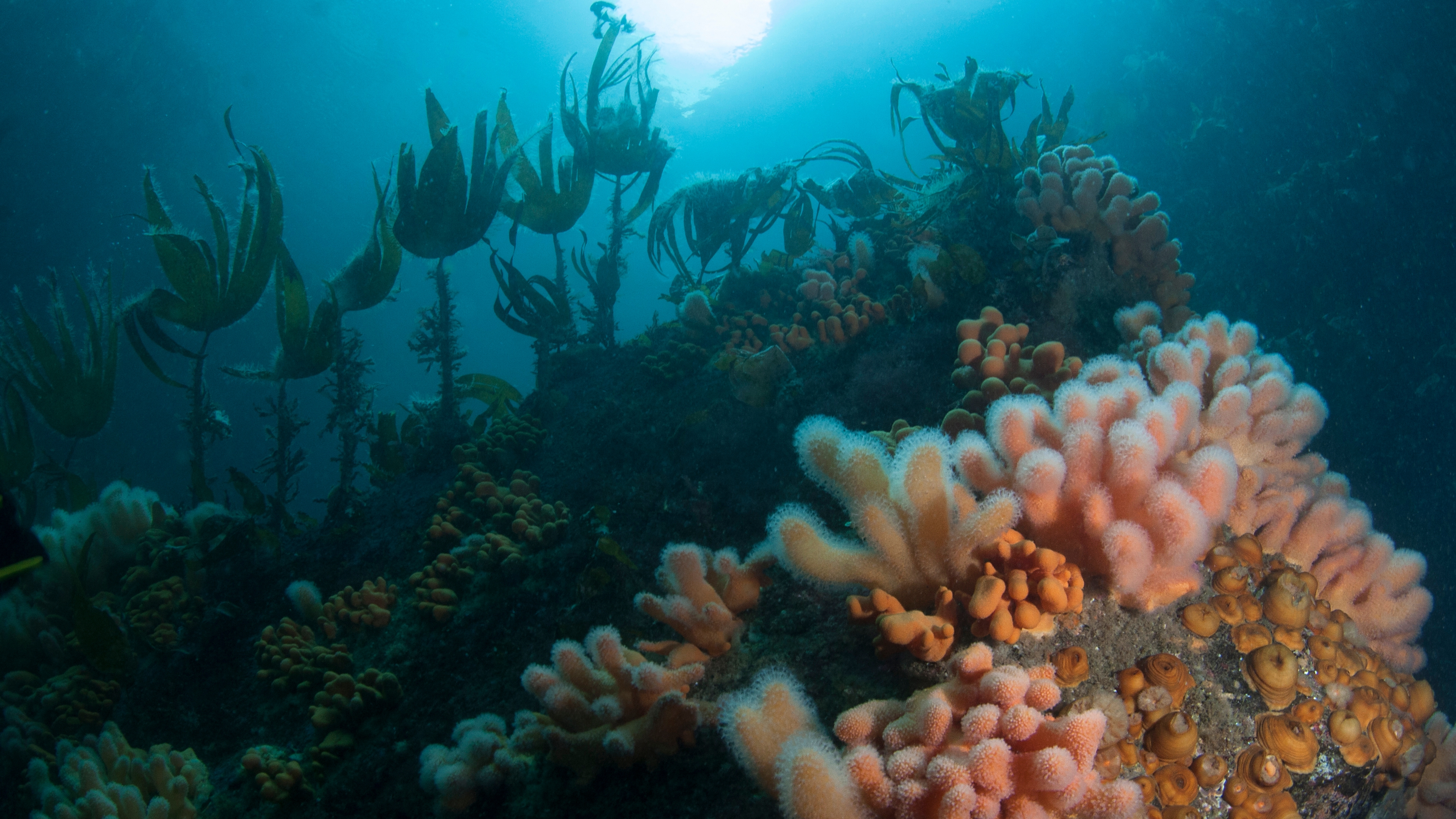 Under water in Namsfjorden in Trøndelag