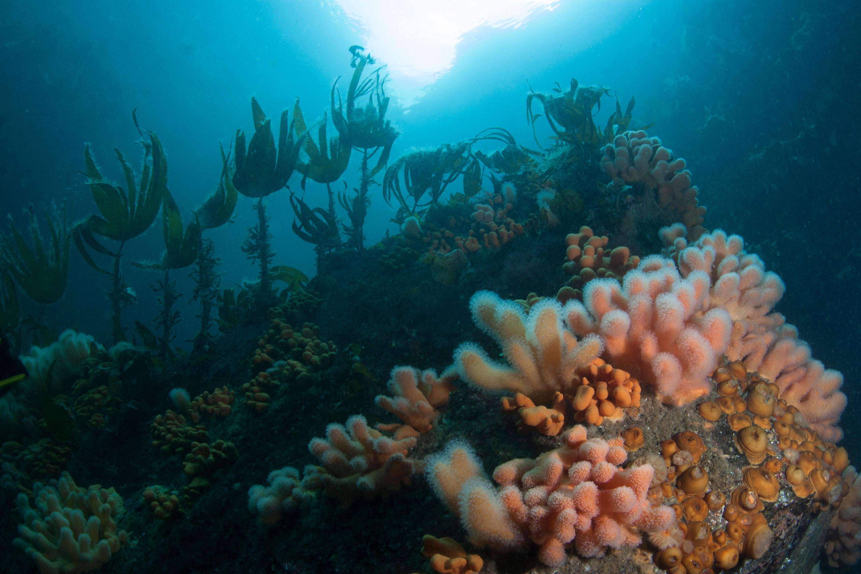 Under water in Namsfjorden in Trøndelag