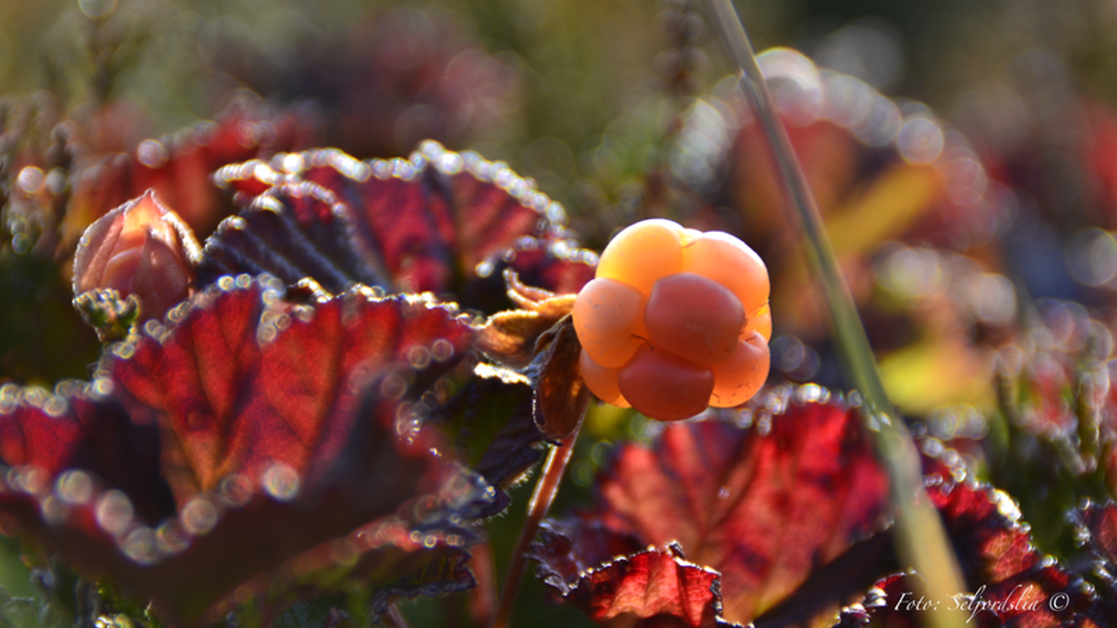Wild cloudberries
