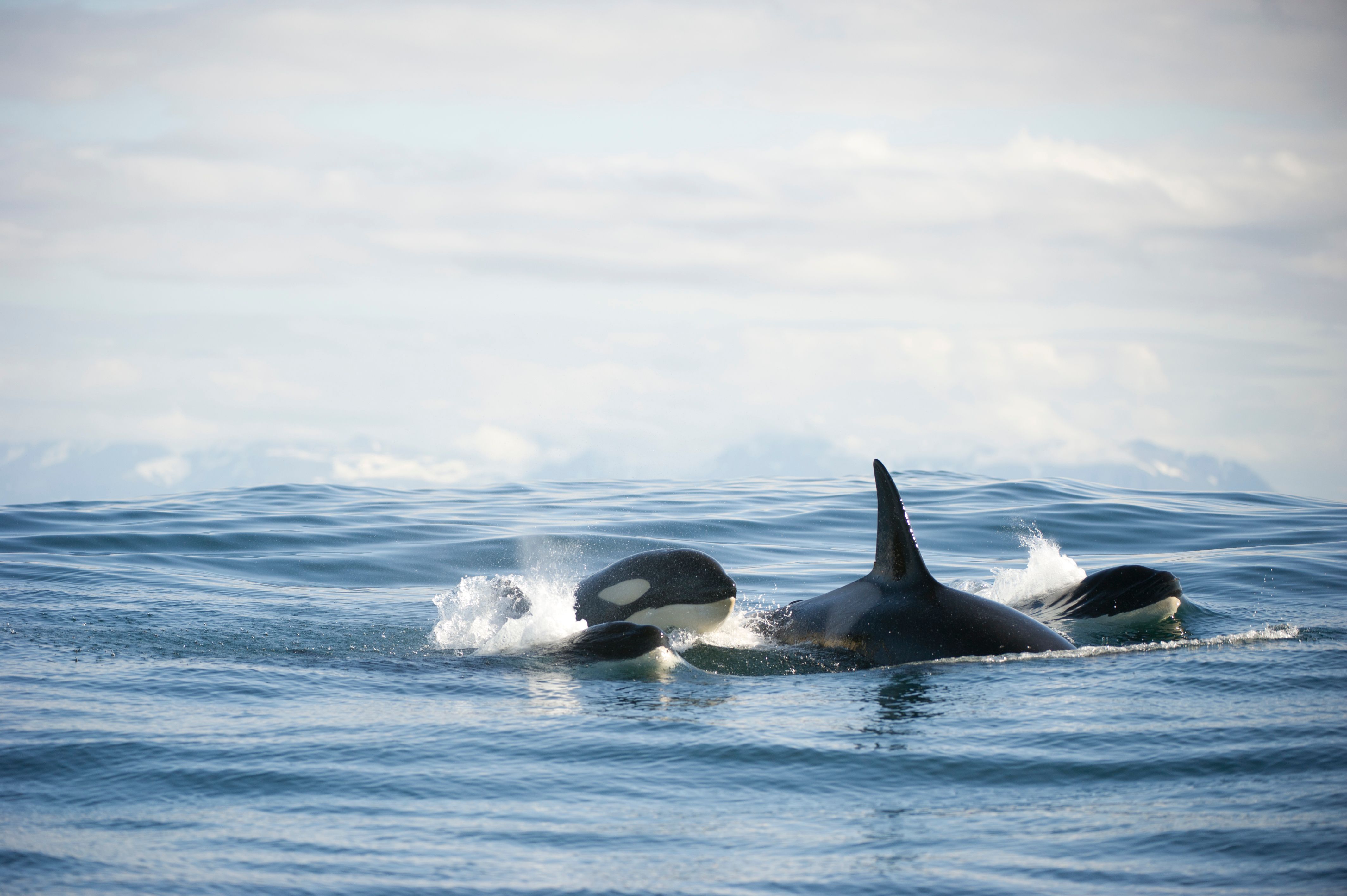 Three orcas off the coast of Andøy in Vesterålen, Northern Norway