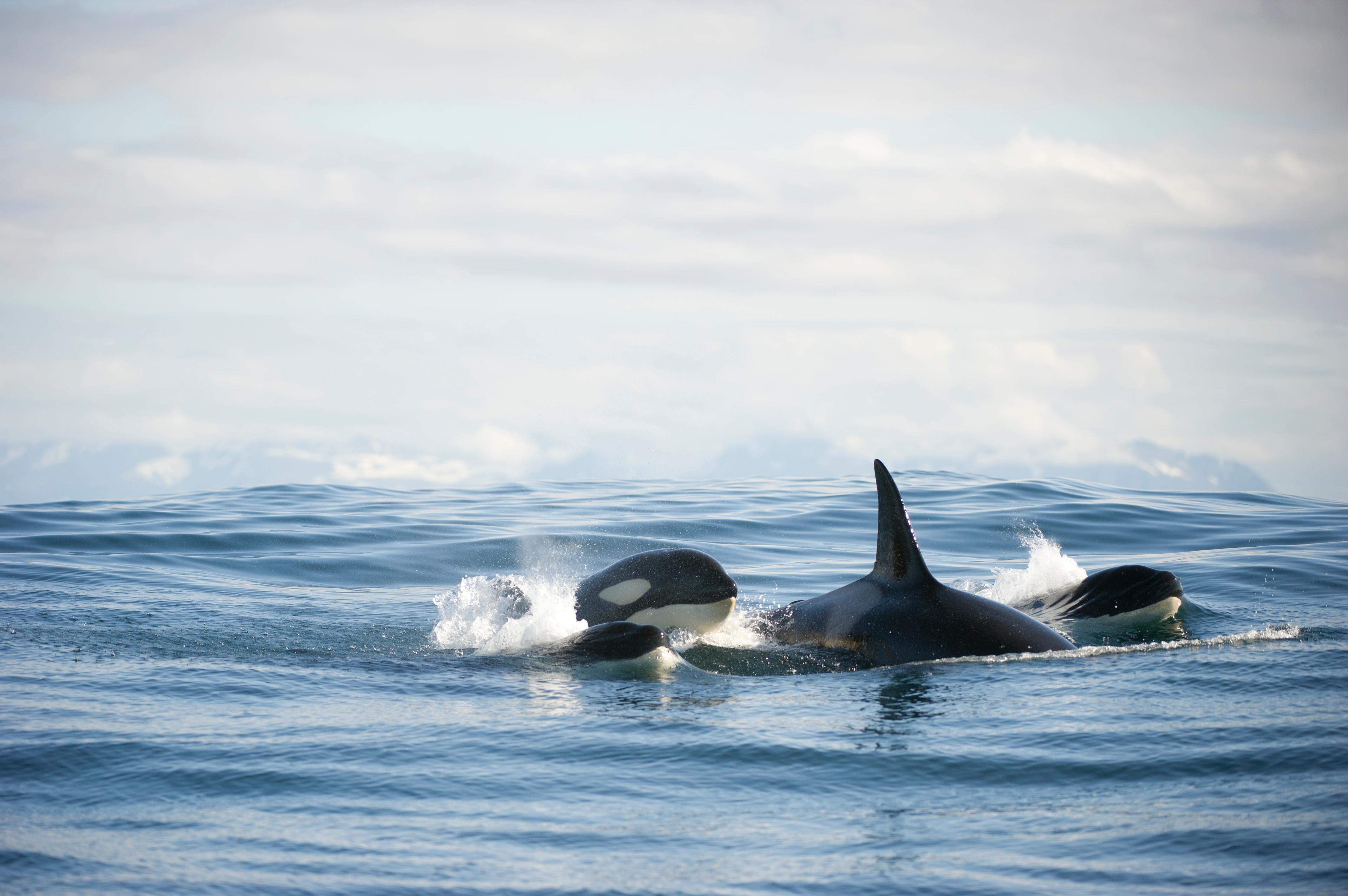 Three orcas off the coast of Andøy in Vesterålen, Northern Norway
