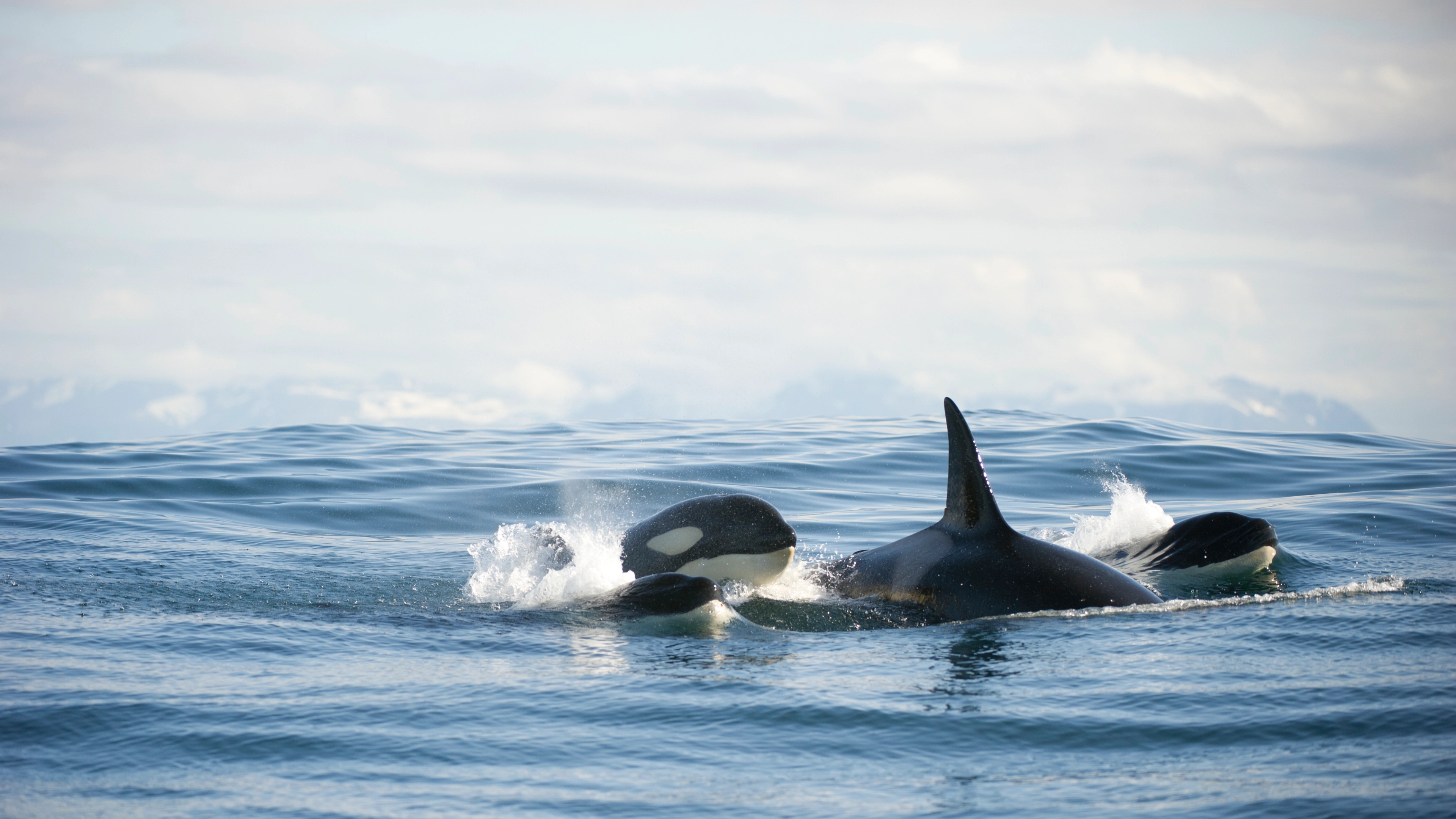 Three orcas off the coast of Andøy in Vesterålen, Northern Norway