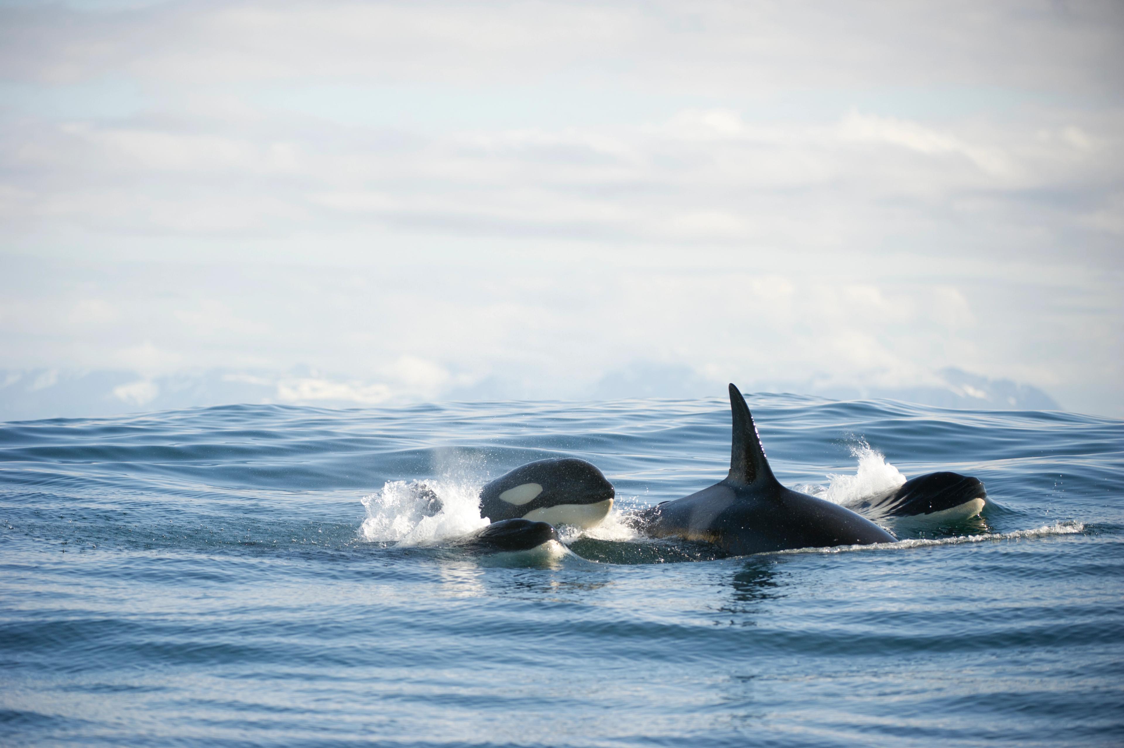 Three orcas off the coast of Andøy in Vesterålen, Northern Norway