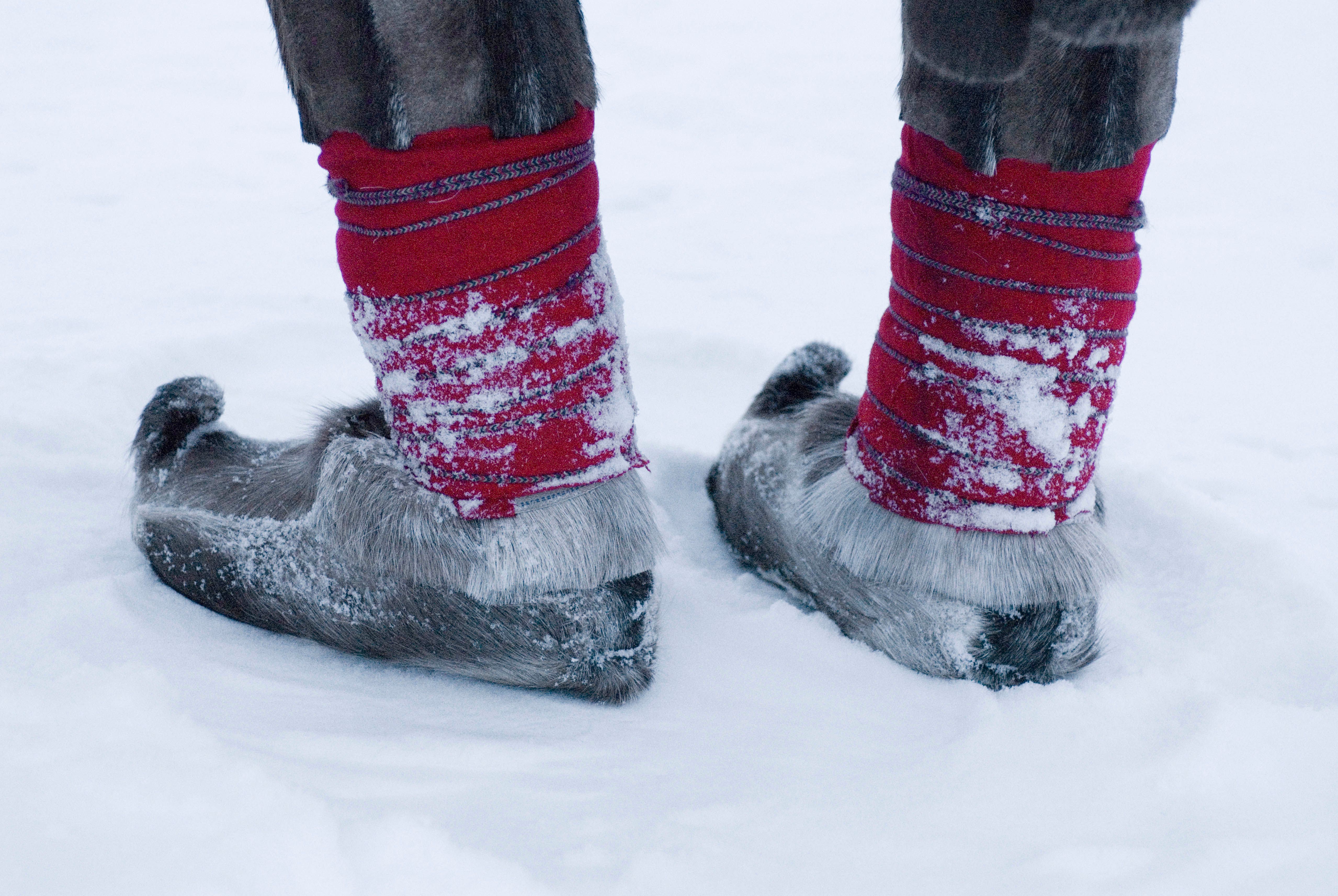 Sami traditional shoes made from reindeer skin
