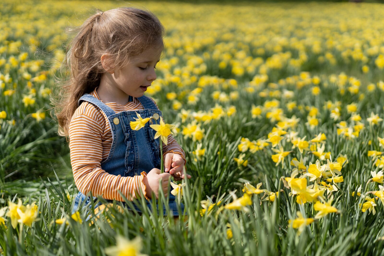 Little girl in a daffodil field, in Aukra