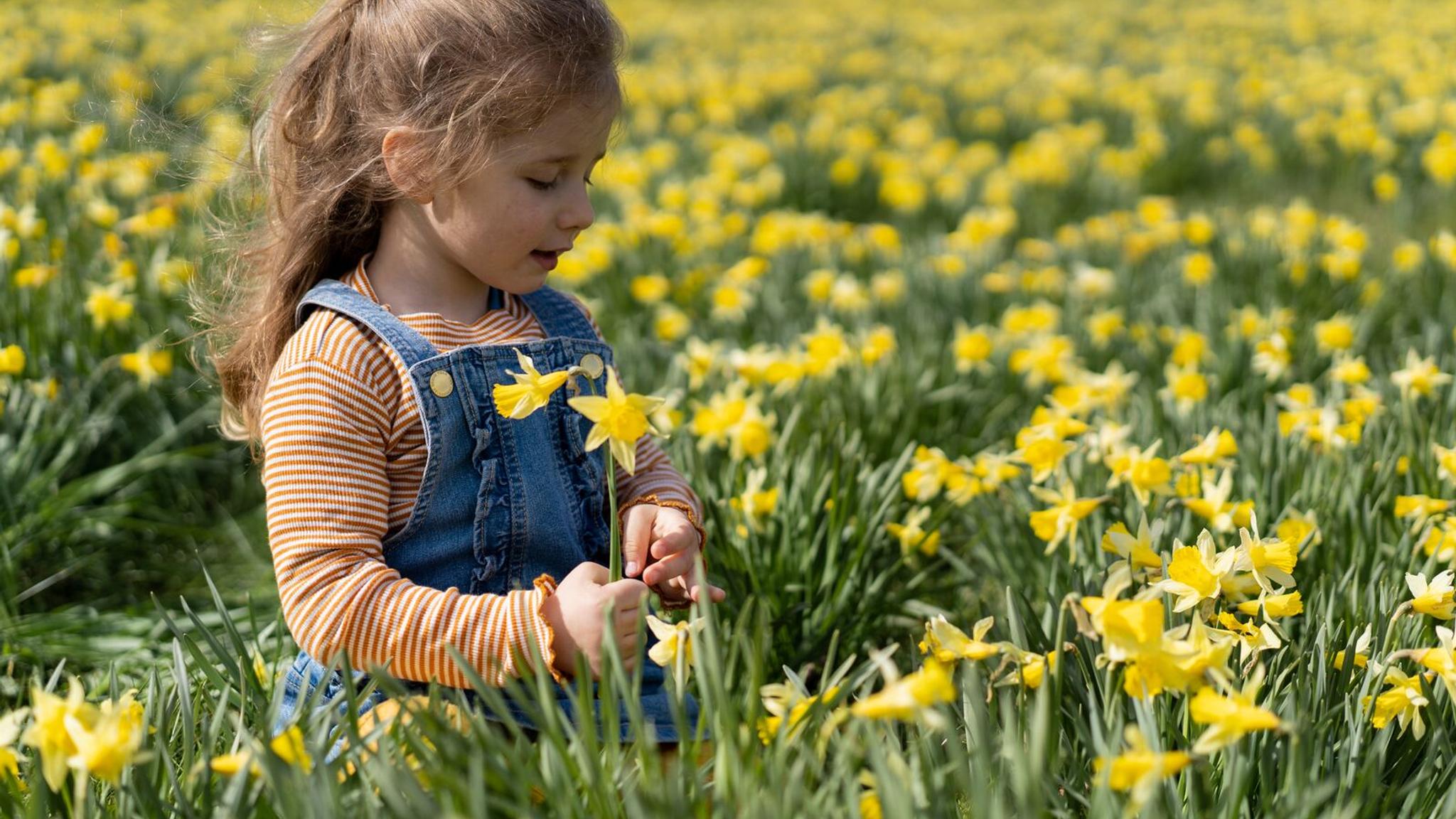 Little girl in a daffodil field, in Aukra