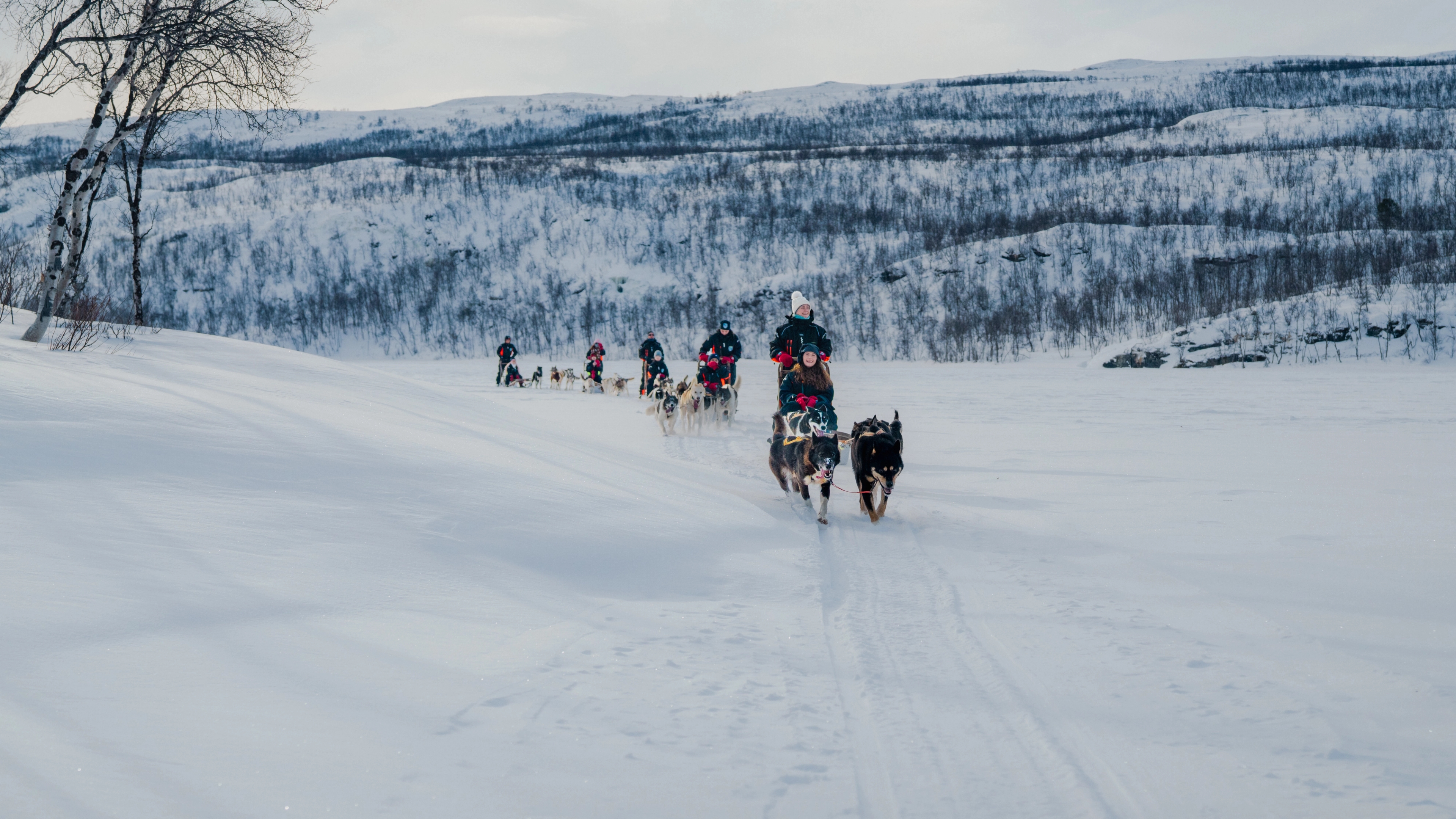 People doing dog sledding in winter landscape in Lyngen.