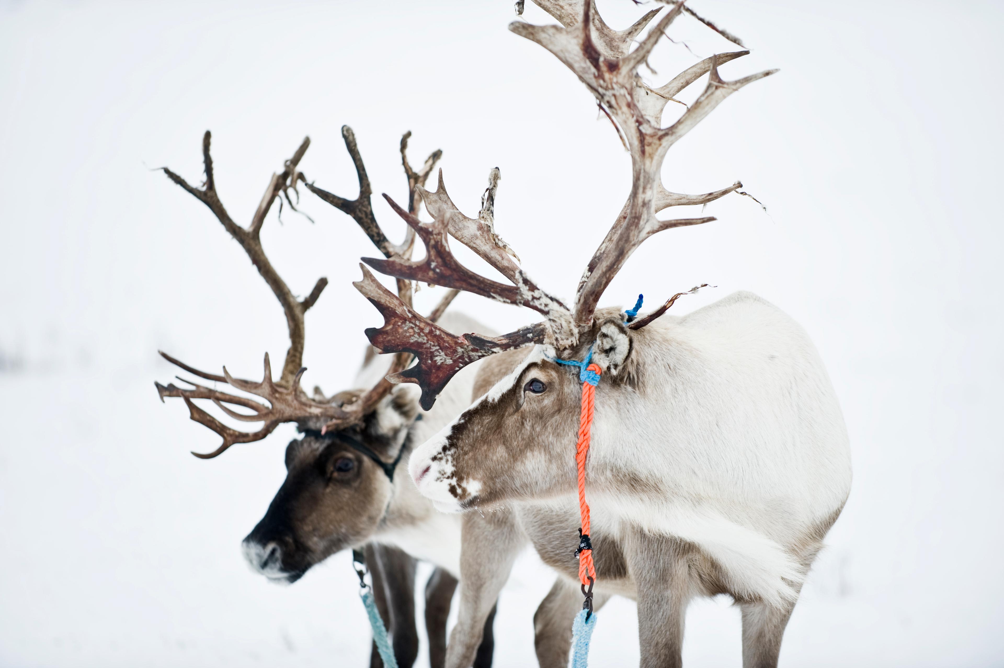Two reindeer in snow