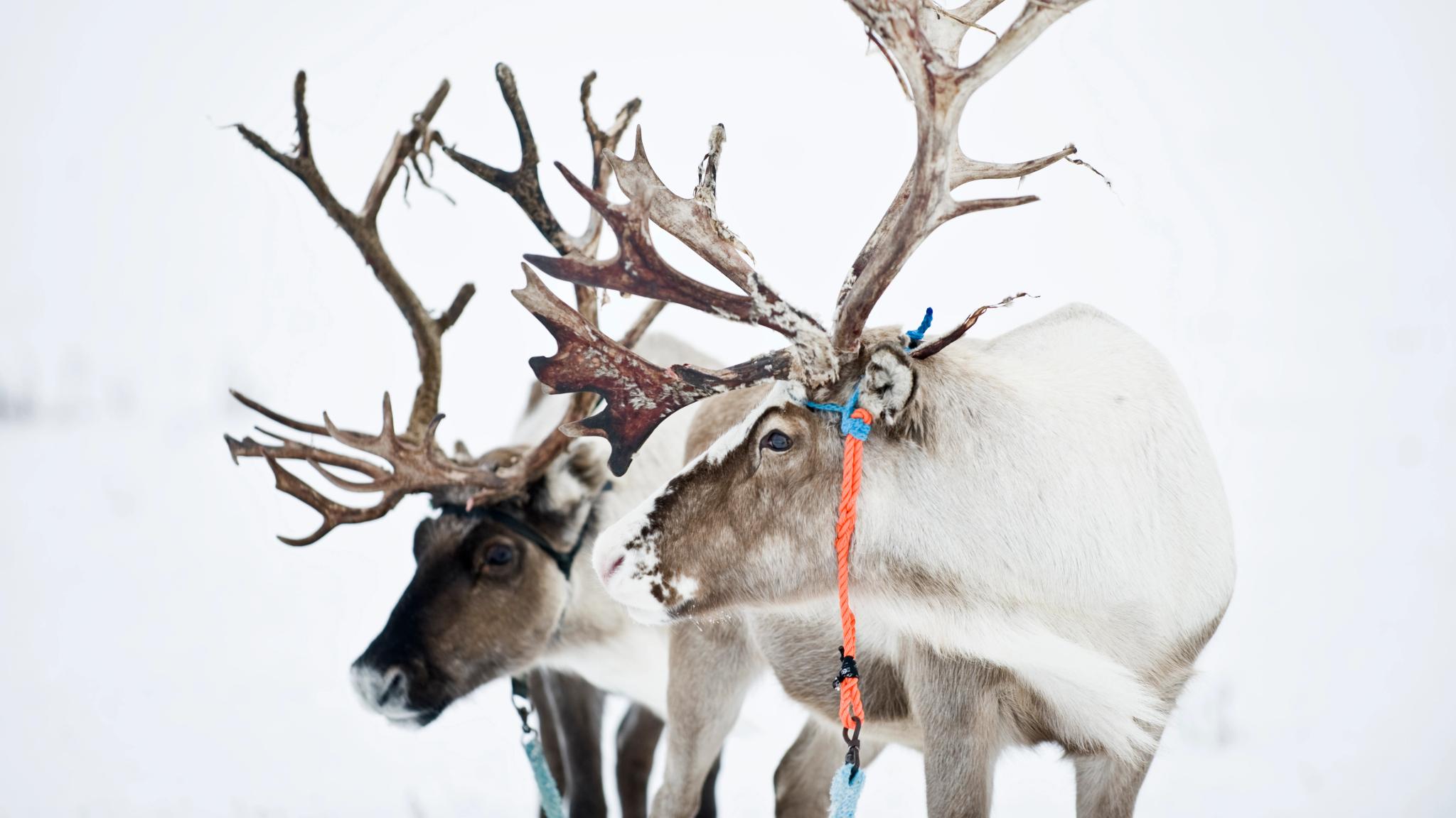 Two reindeer in snow
