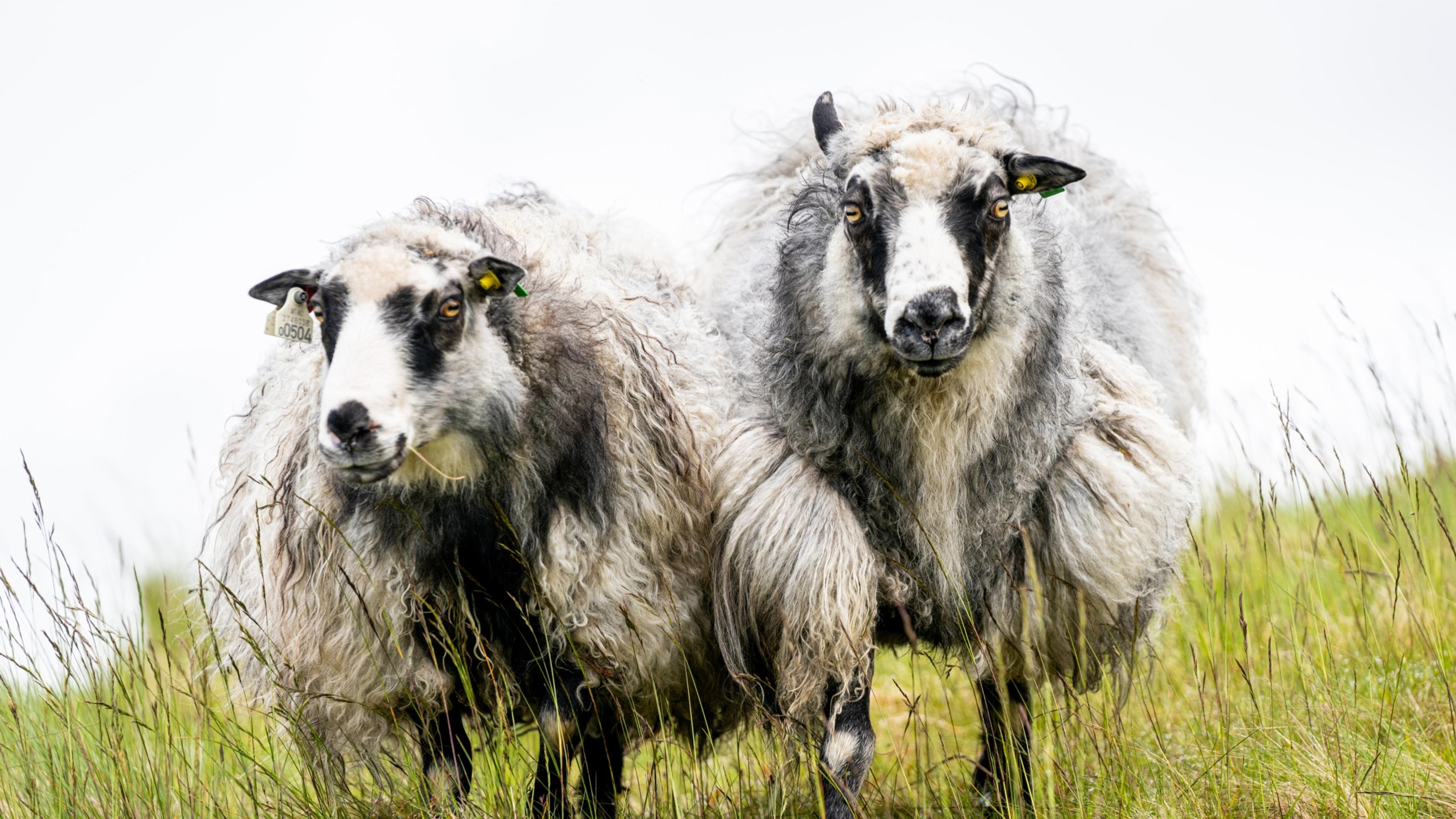 Wild sheeps at the island Smøla in Nordmøre