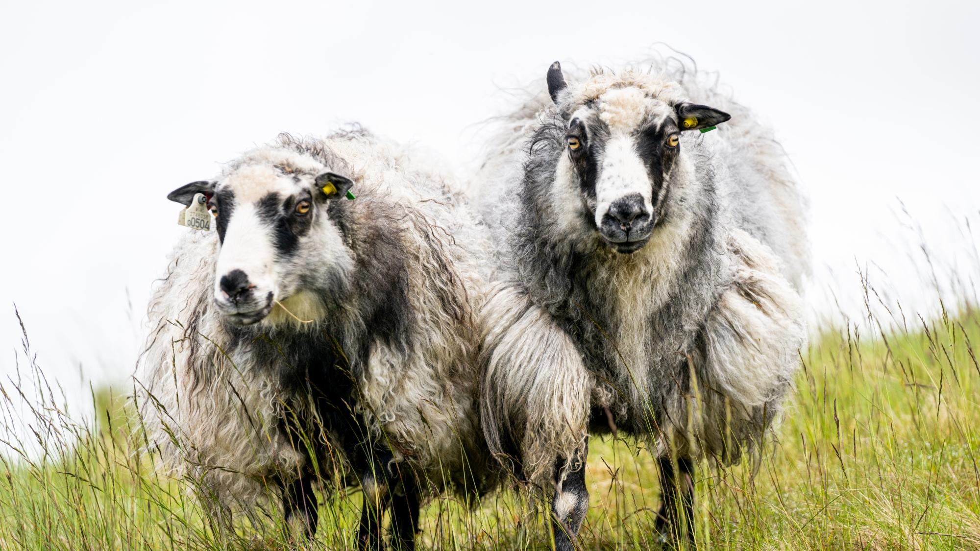 Wild sheeps at the island Smøla in Nordmøre