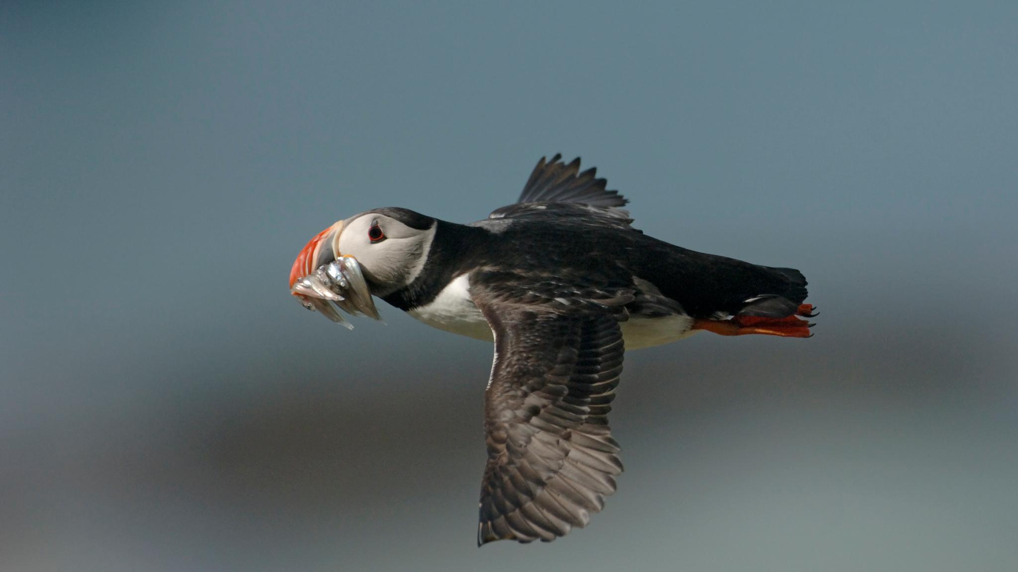 An Atlantic puffin bird in flight with its beak full of tiny fish. Helgeland, Northern Norway.