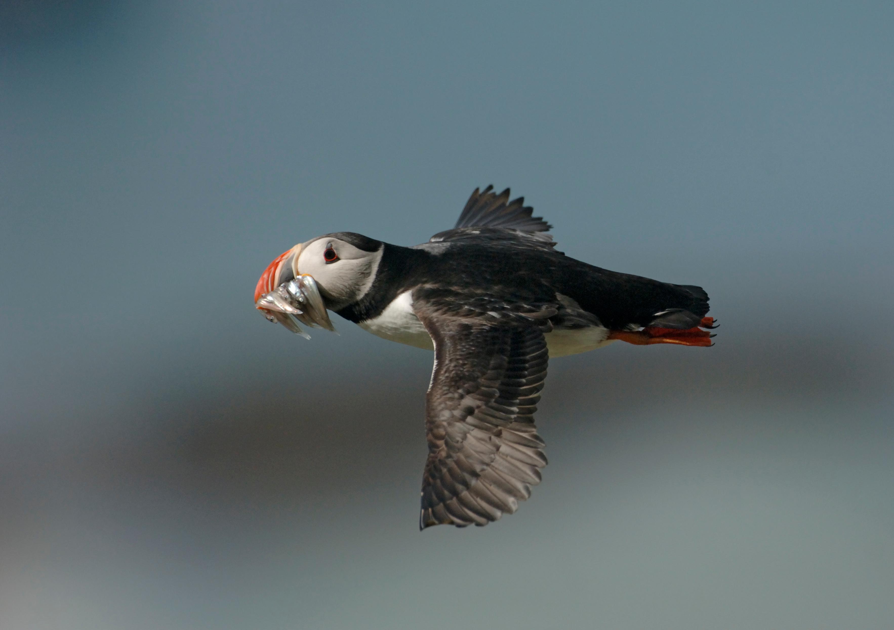 An Atlantic puffin bird in flight with its beak full of tiny fish. Helgeland, Northern Norway.